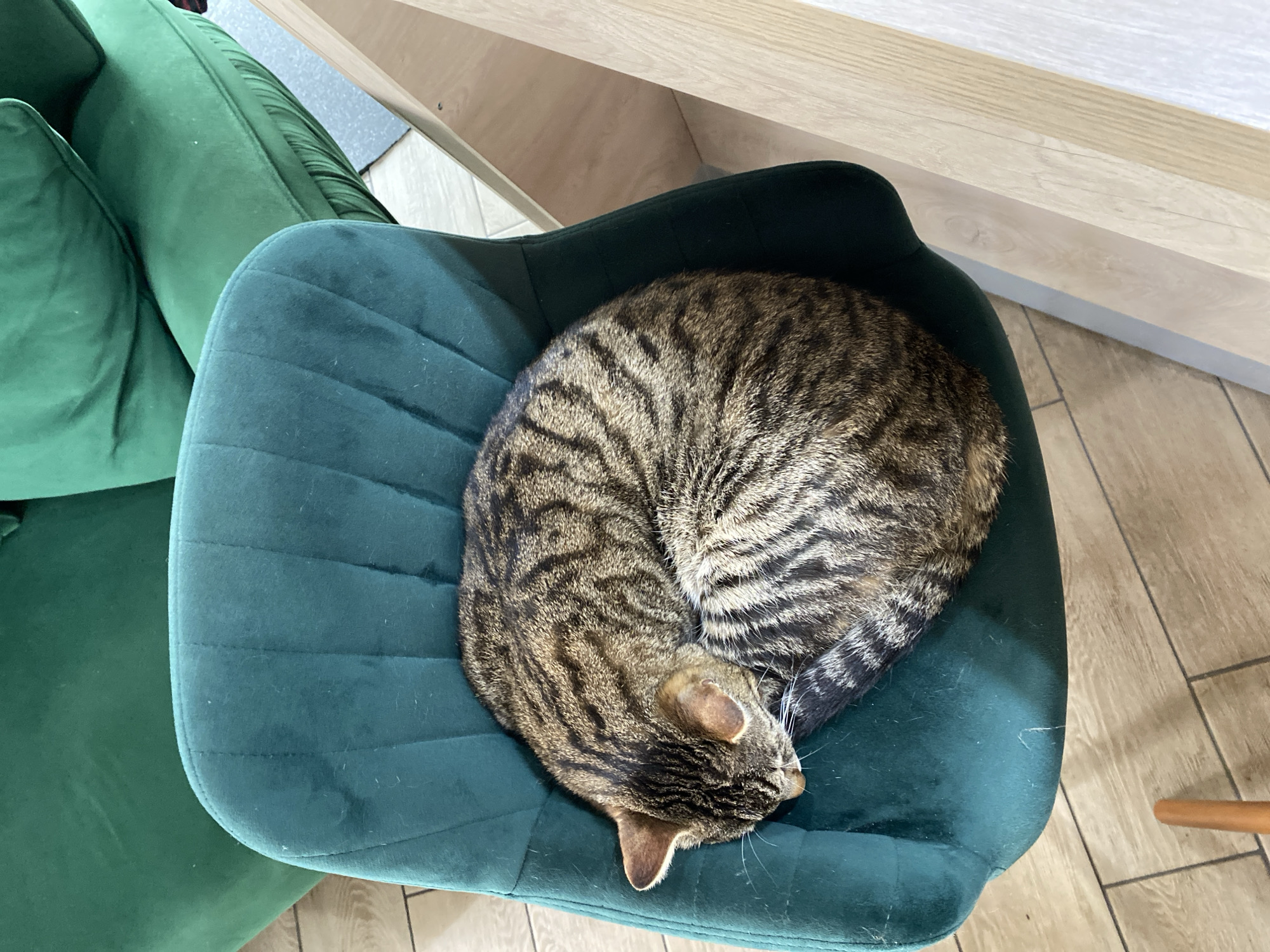 Gym selfies and sleeping cat captured in Pleven residence