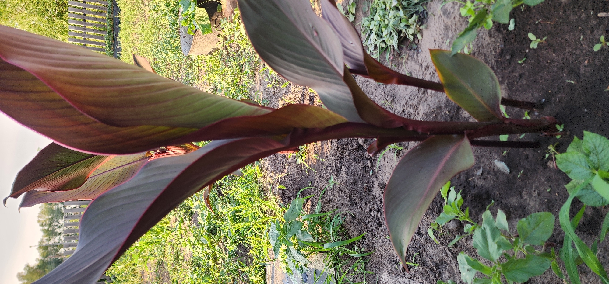 Rural garden in Larichiha: well, canna lily, wooden outbuilding