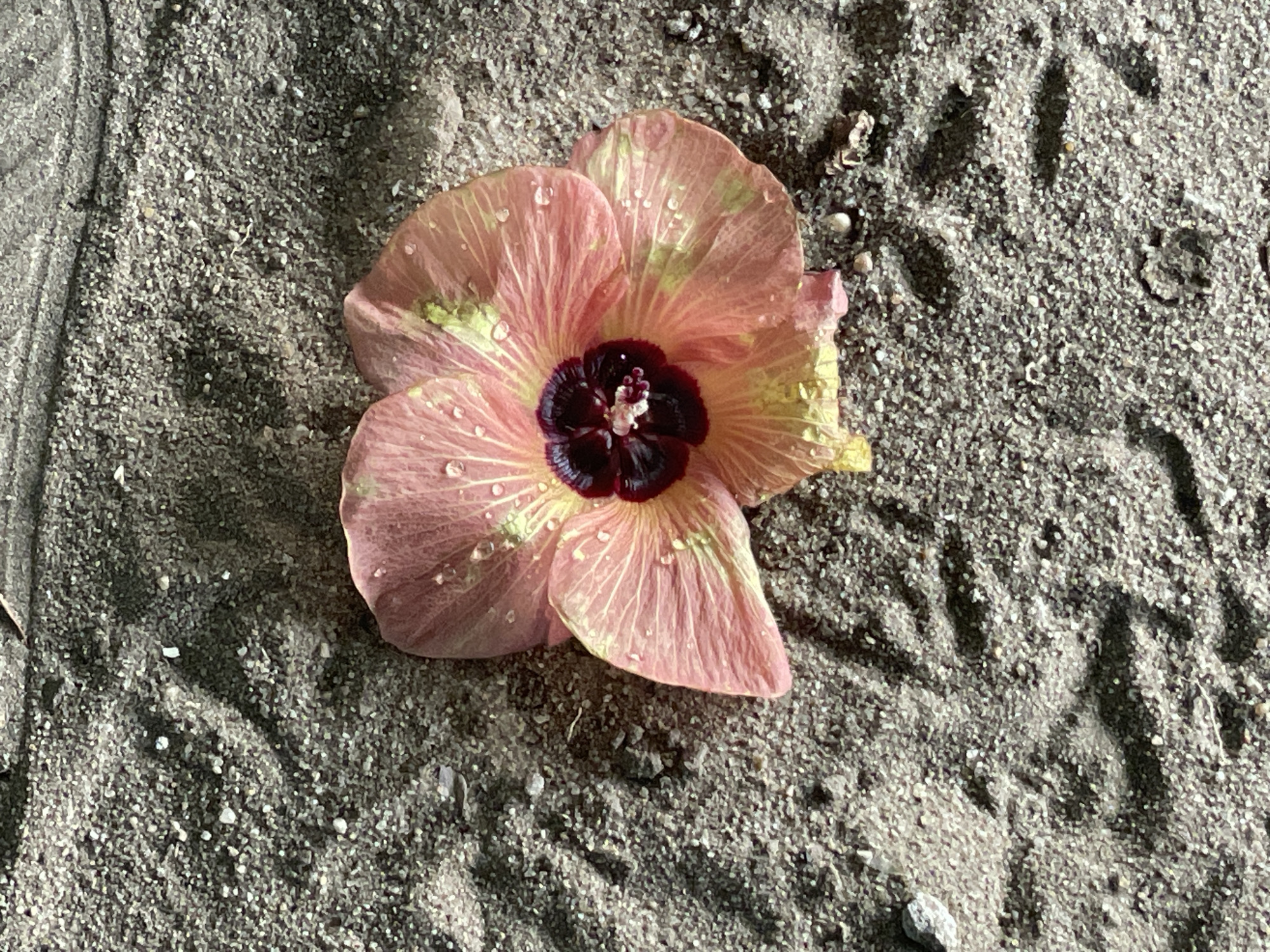 Water-dropped hibiscus flower found on sand in Badagry, Nigeria