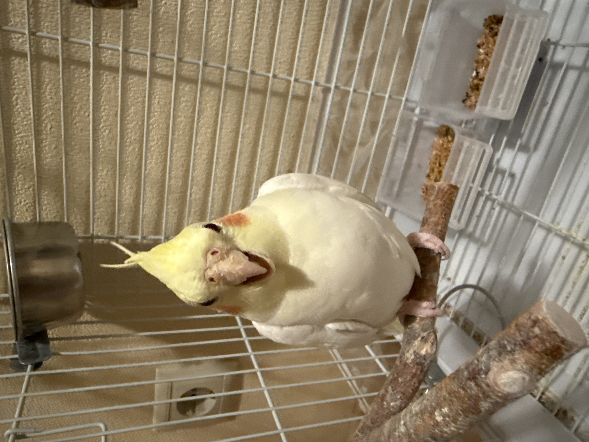Pet cockatiel observed chirping in Moscow home cage