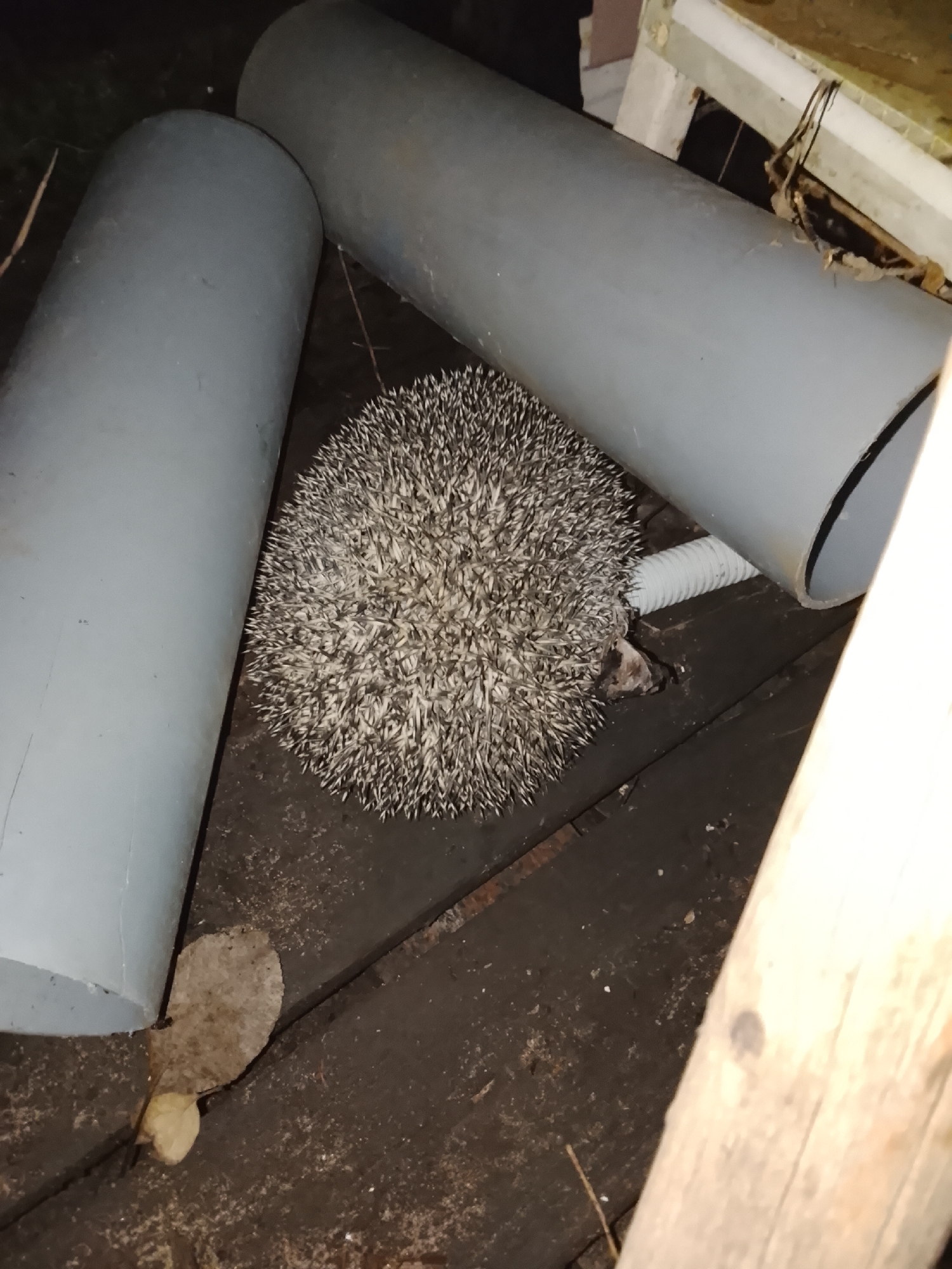 Hedgehog seeks shelter among pipes in Russian village