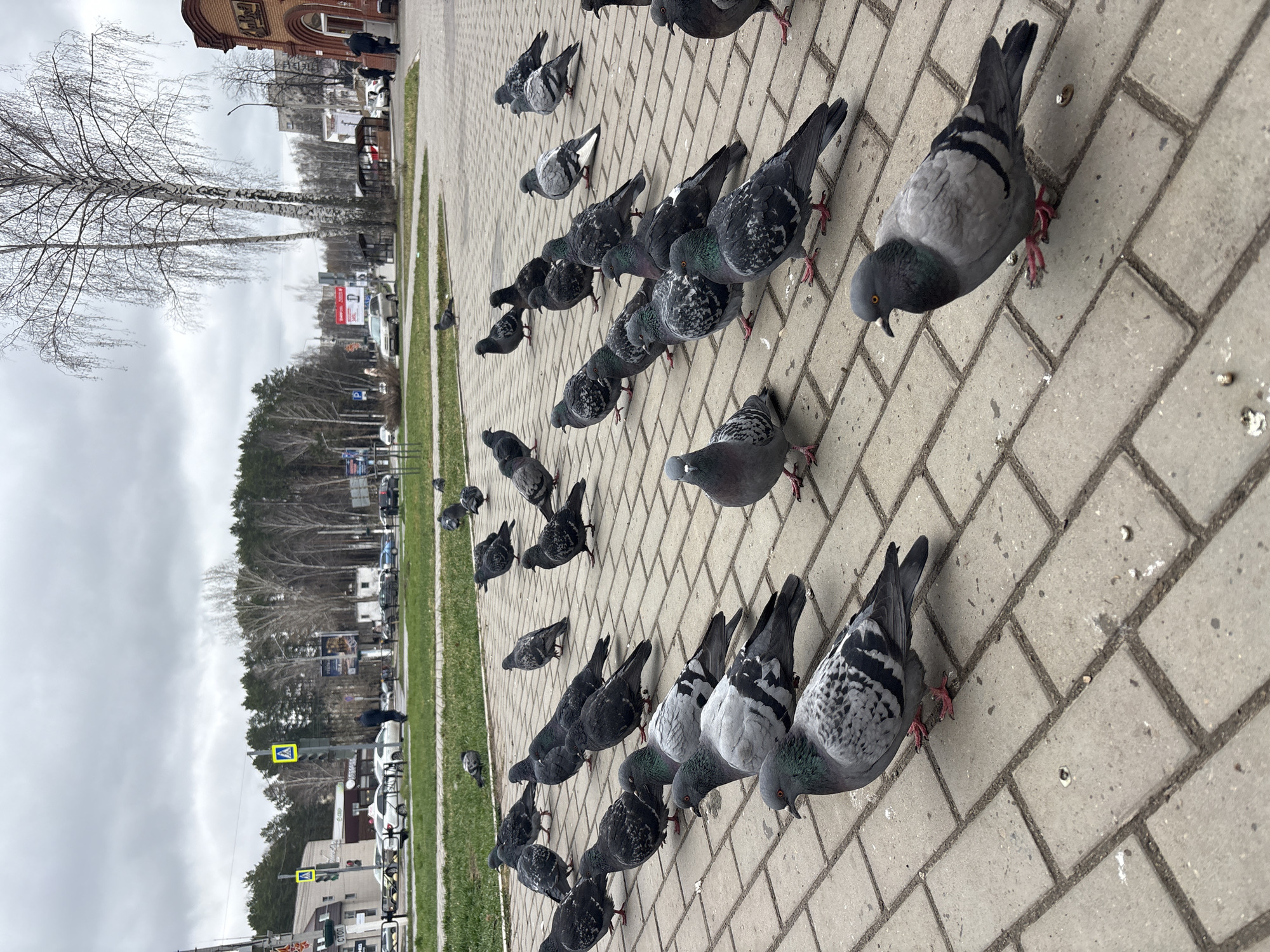 Morning life captured across Chaikovsky: pigeons, pets, flowers, selfies