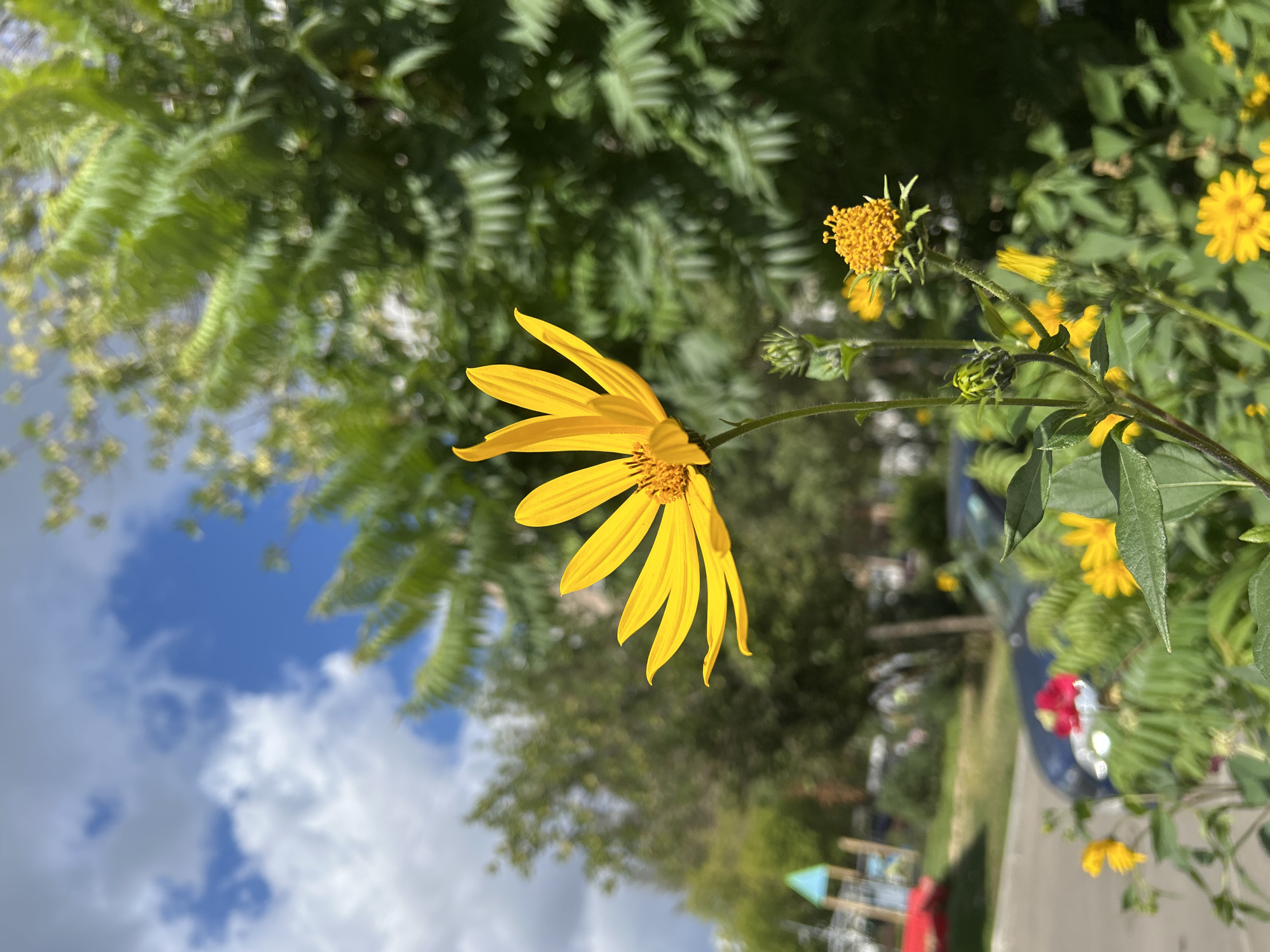 A quiet Moscow morning: flowers, a bike ride, and a dog walk