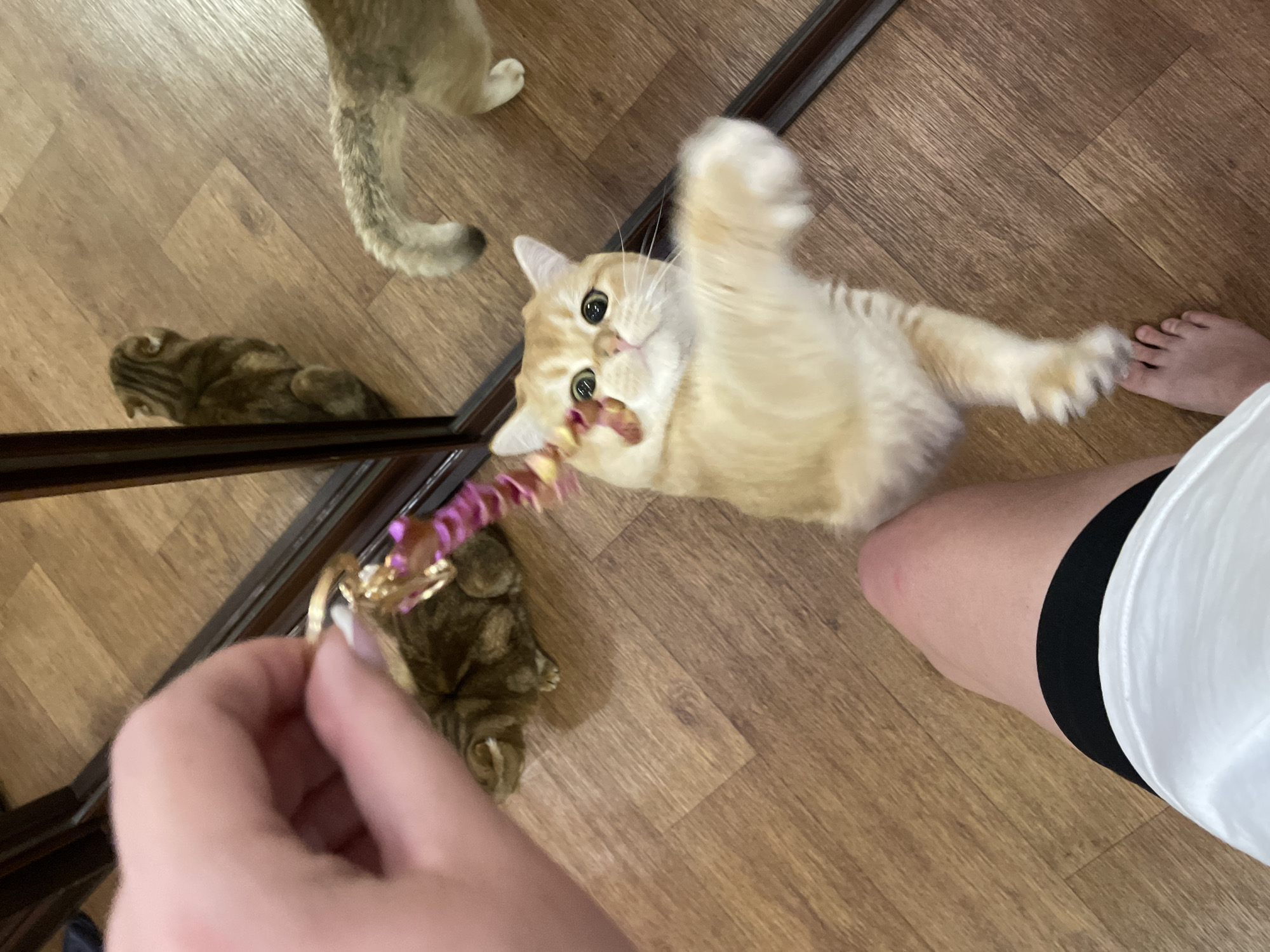 Lazy afternoon with two cats at home in Novokuznetsk