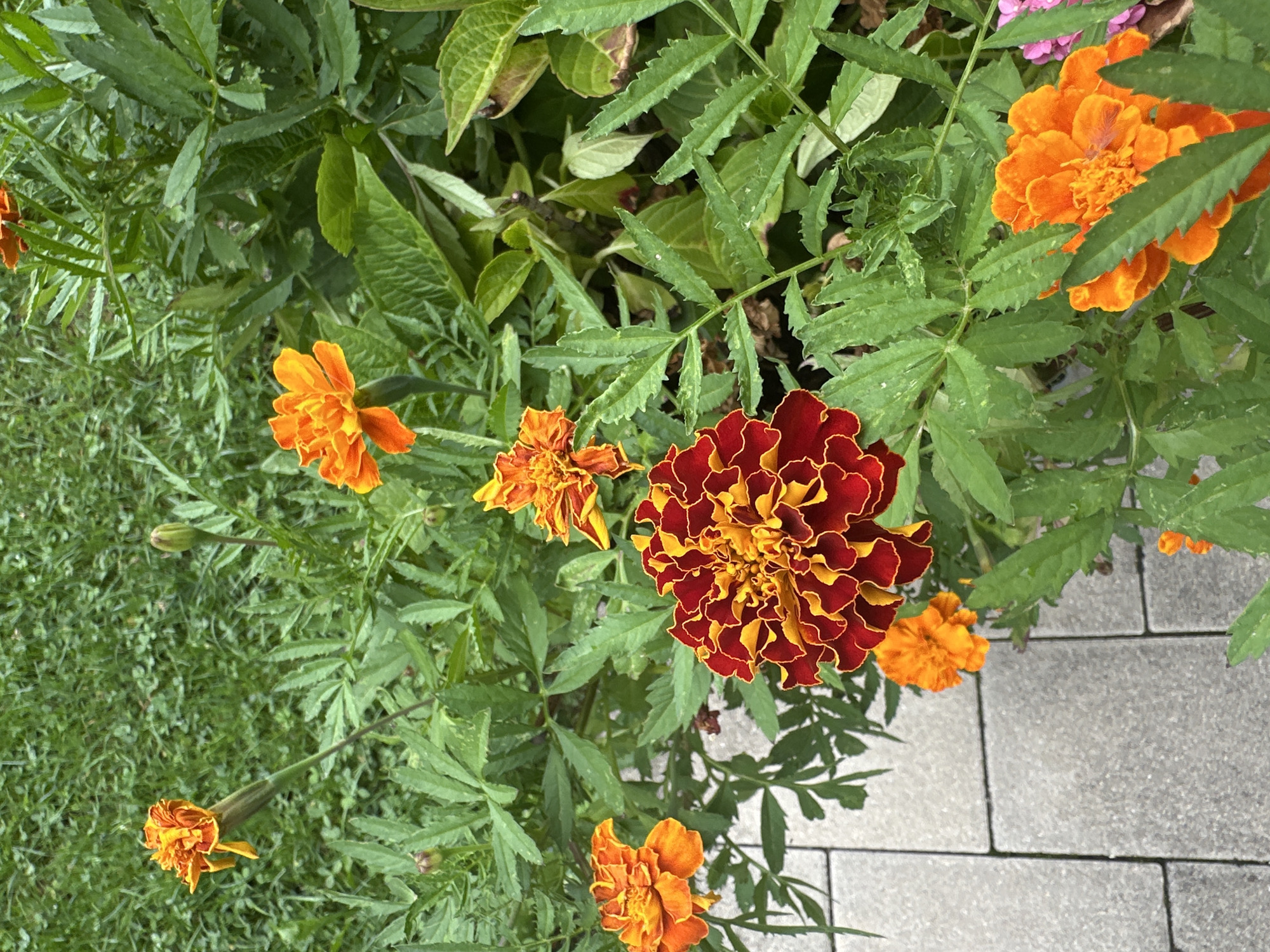 Garden blooms, a sleeping cat, and smoothie prep at a German home