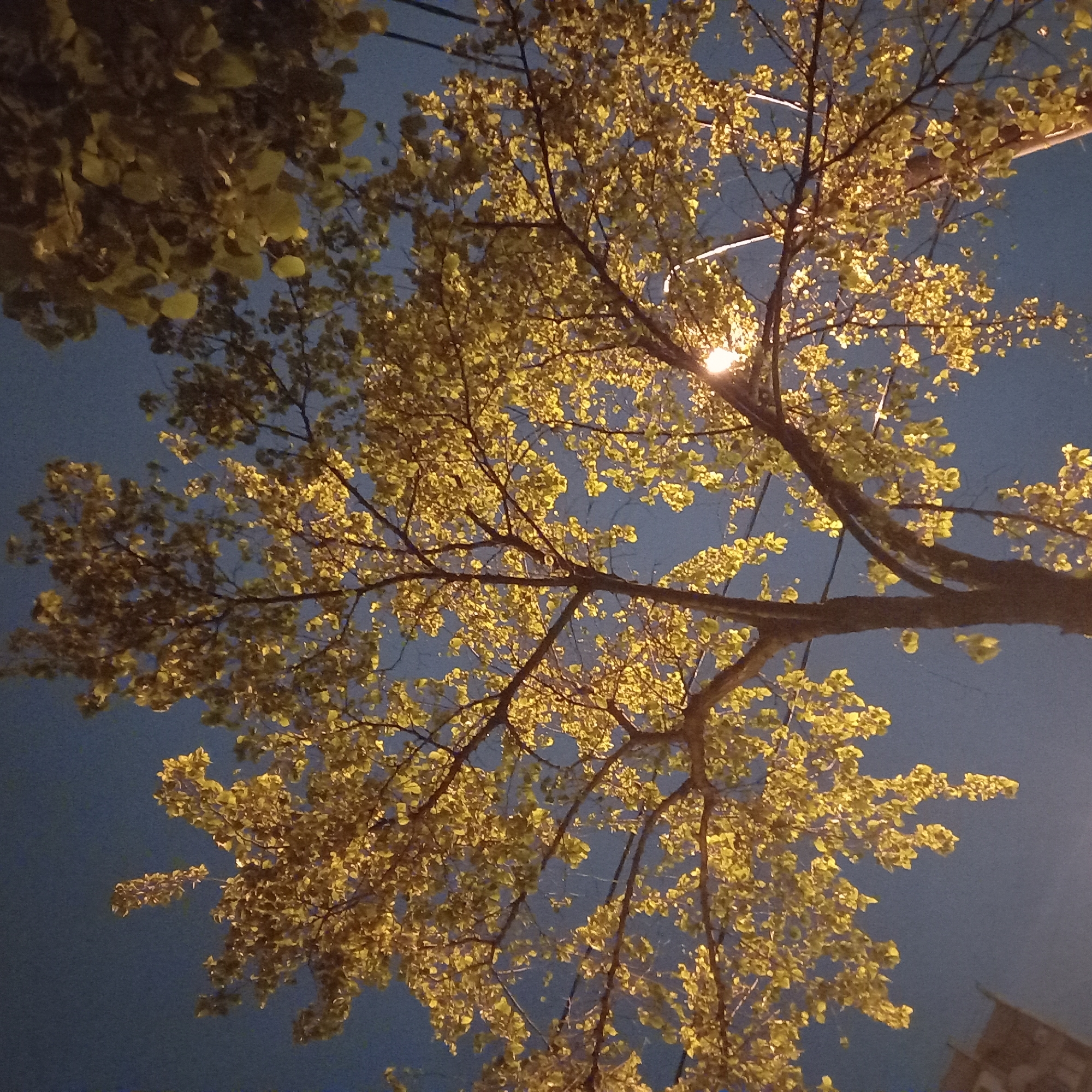 Moscow witness captures illuminated street trees at night