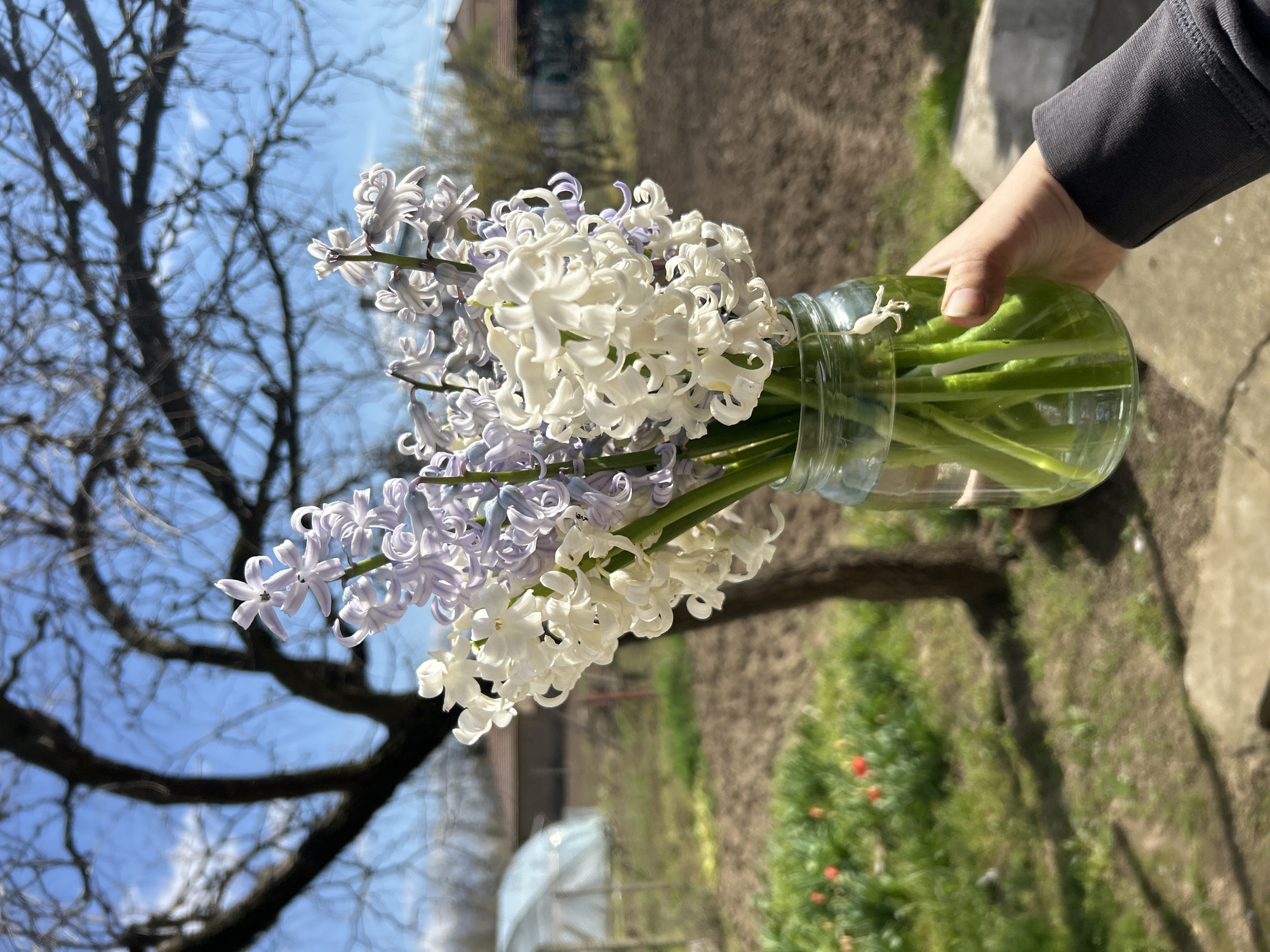 Spring flower arranging documented in rural Bulgarian village