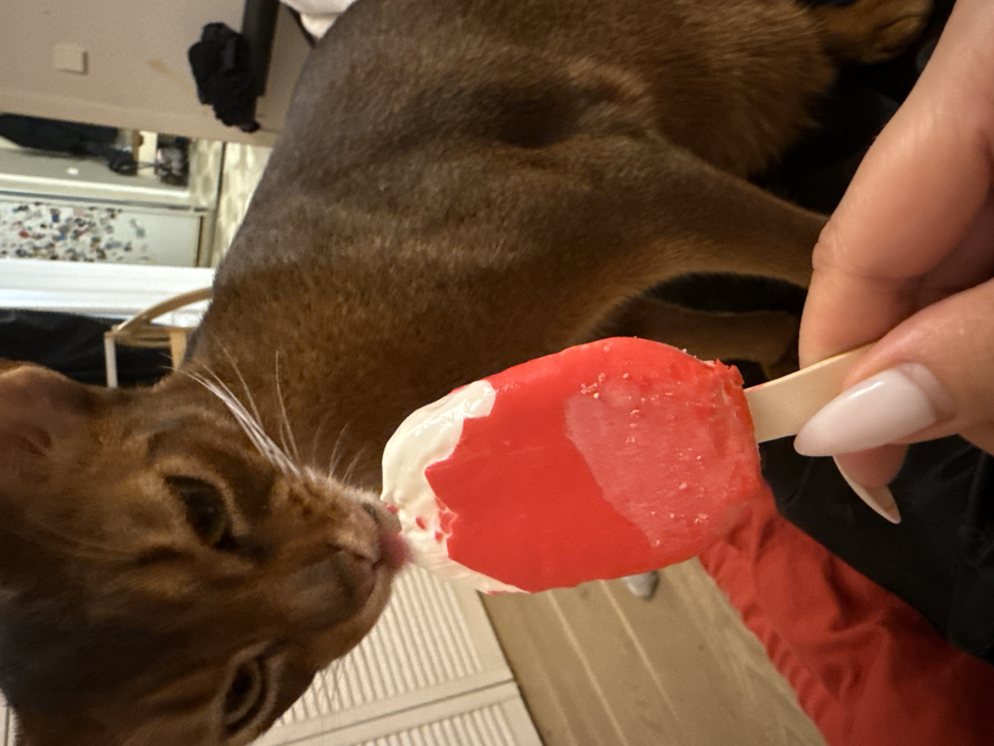 Abyssinian cat tastes a melting popsicle in Minsk