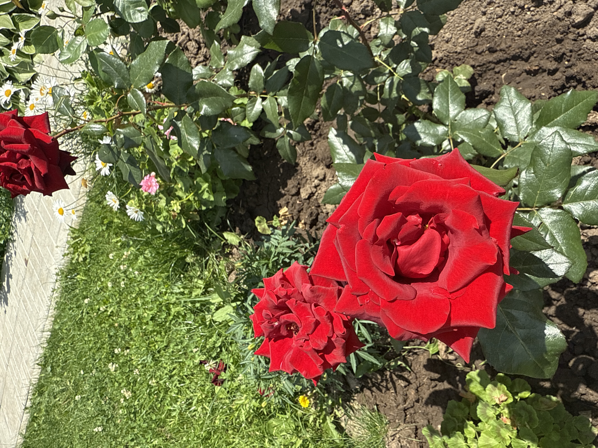 Deep red roses in bloom along a Kazan pathway