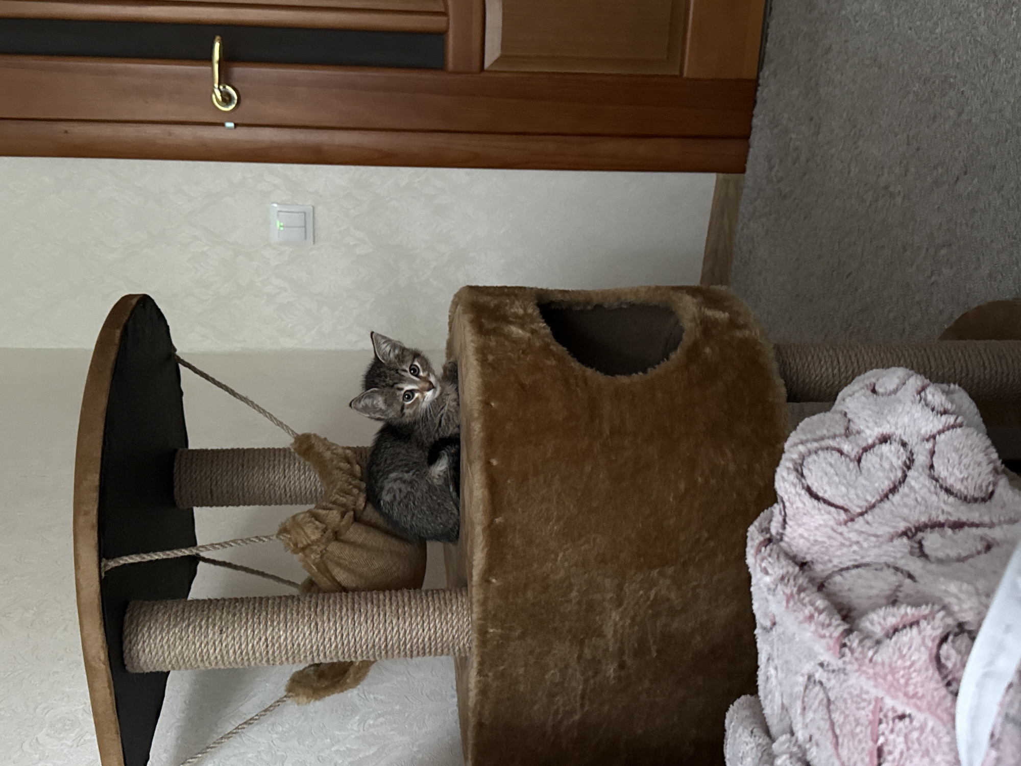 Kitten explores cat tree during indoor photo session