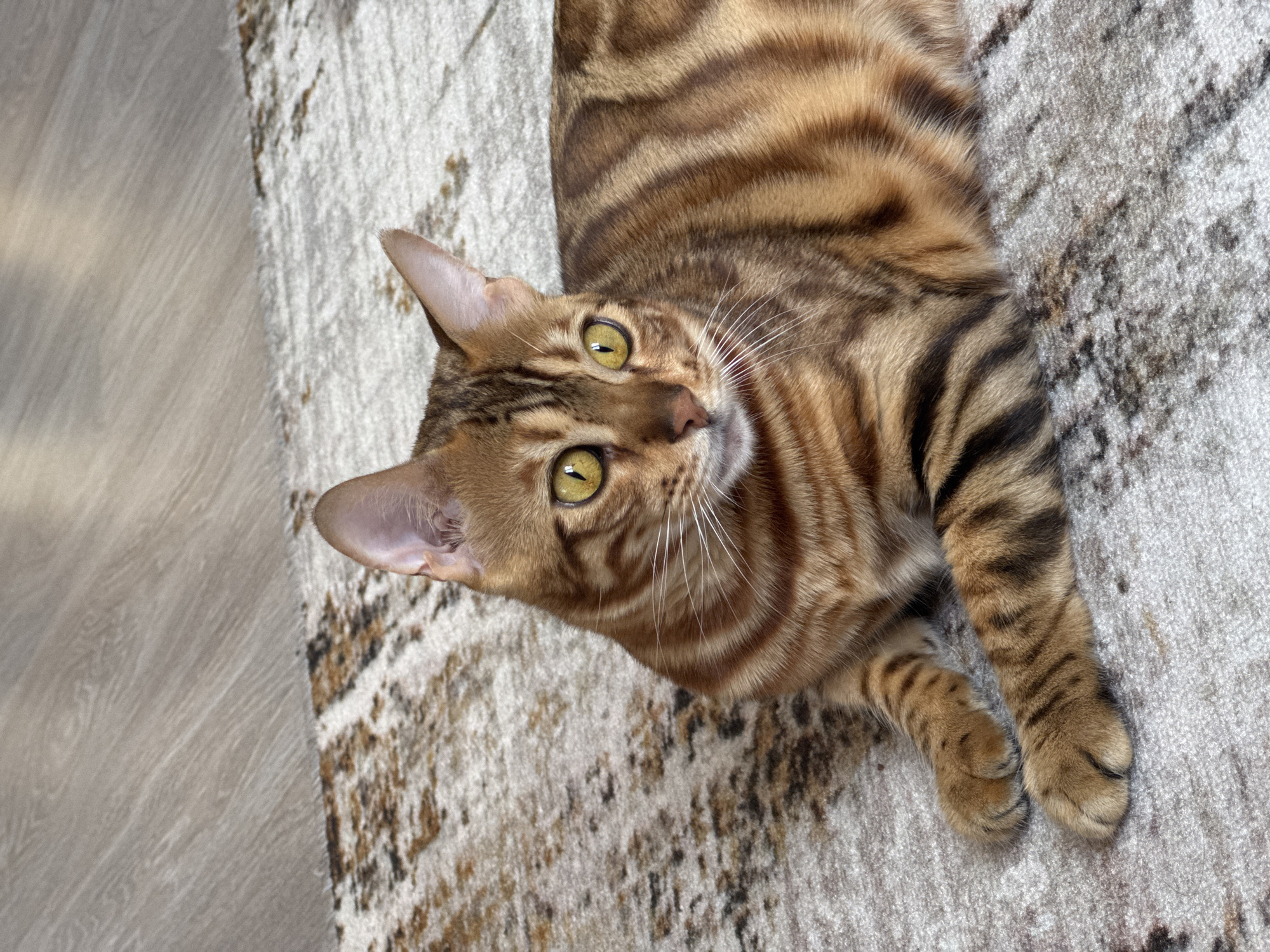 Bengal cat observed in Krasnoyarsk home with city views