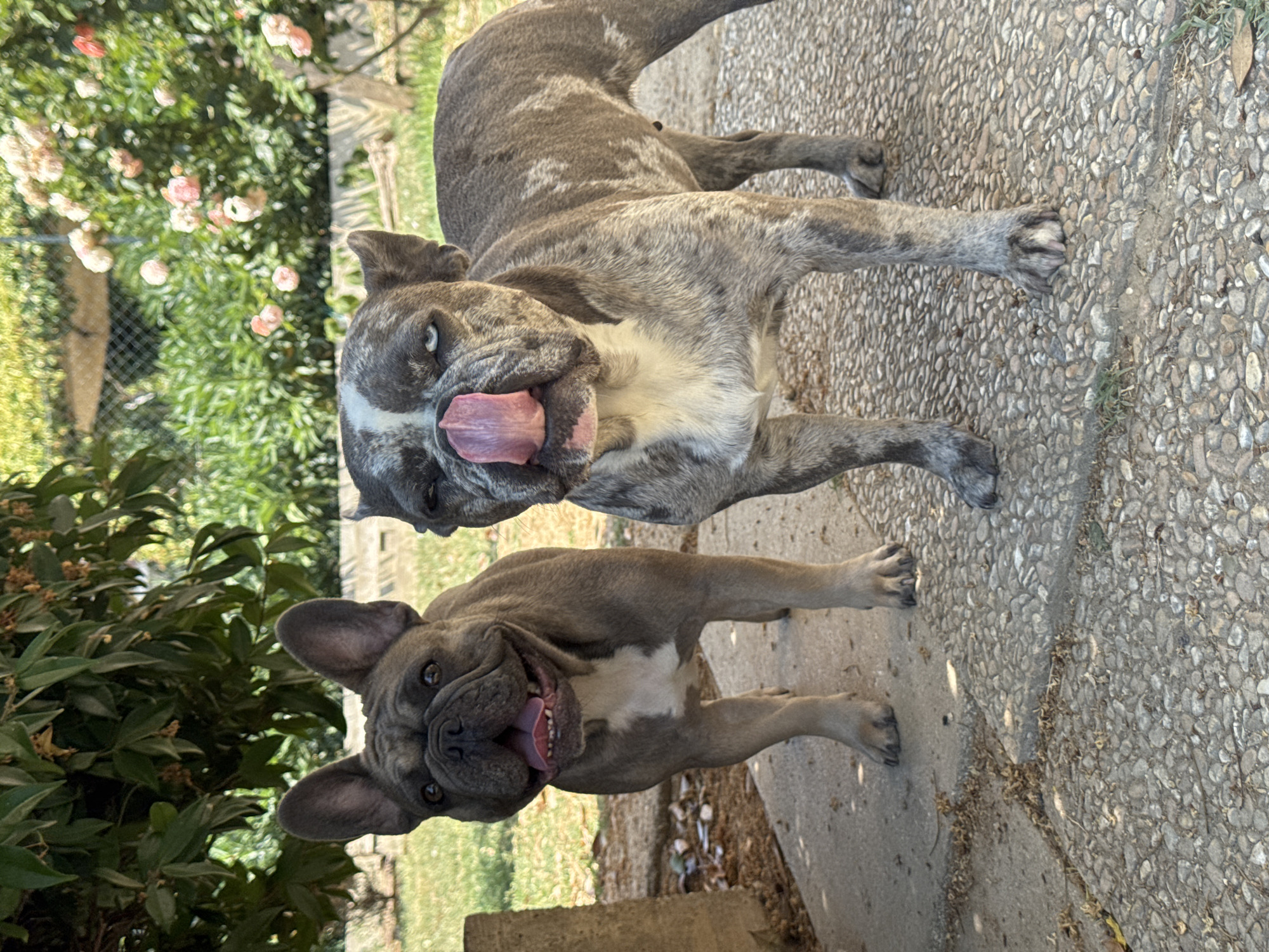 French Bulldogs in an Italian backyard, with garden details