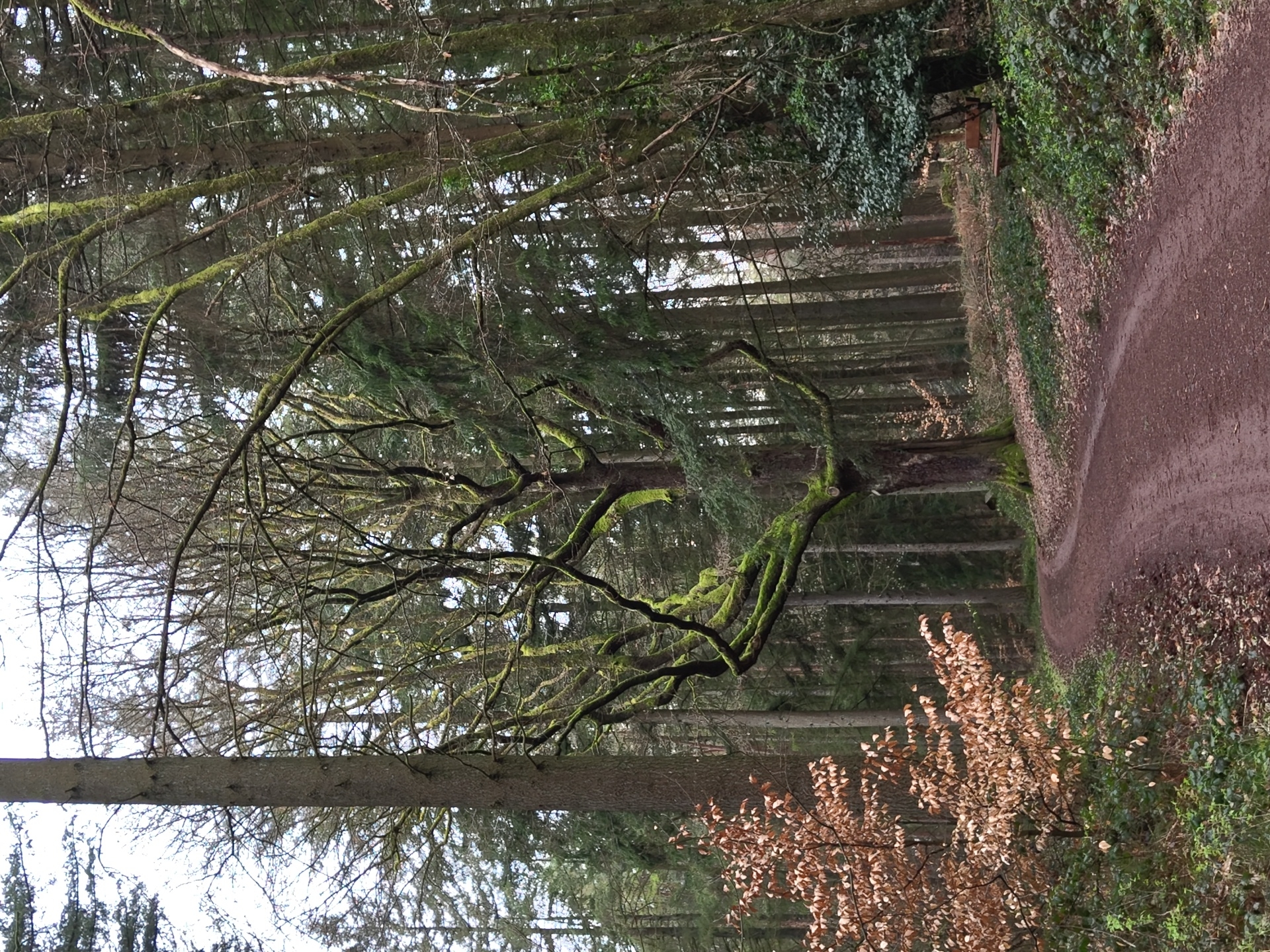 Morning documentation of bear sculpture and telecom tower in Mettlach