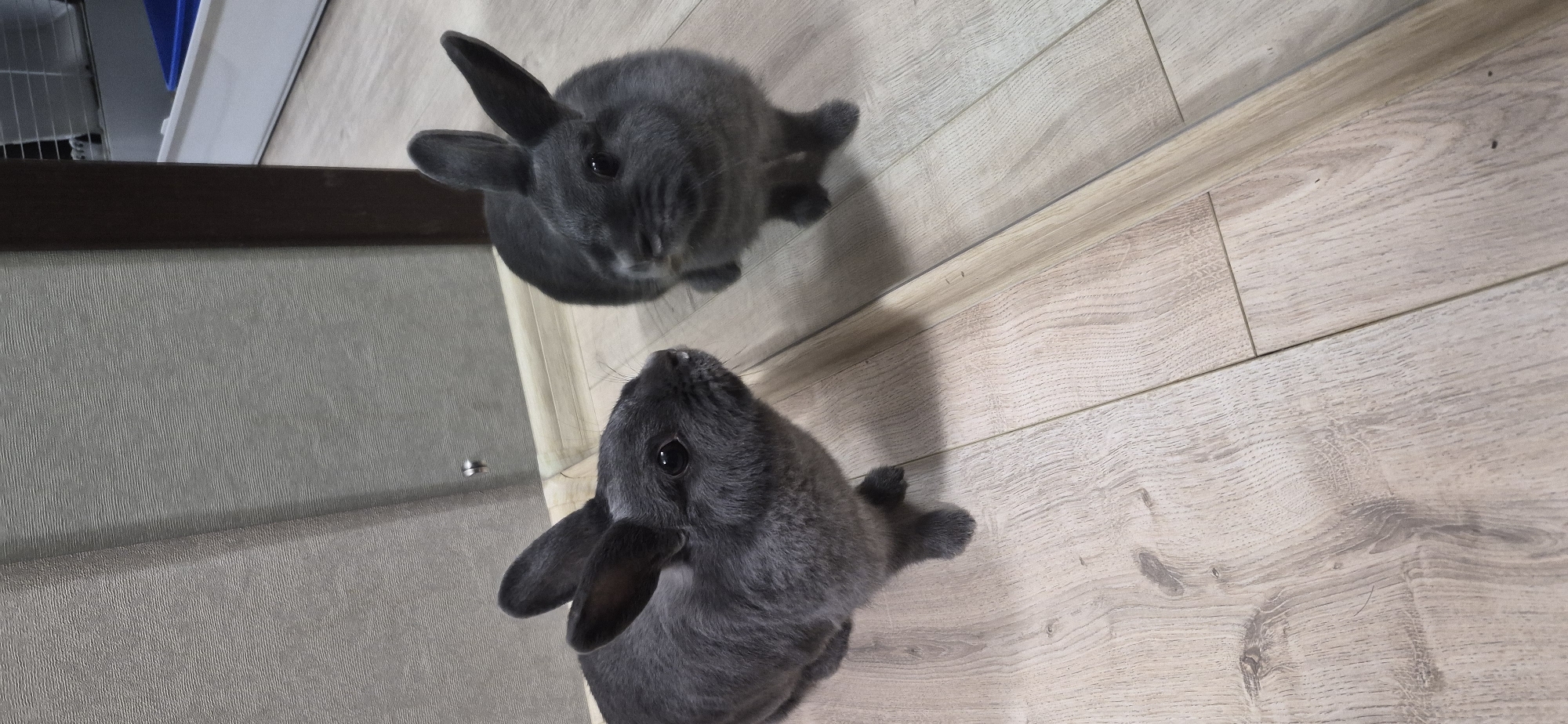 Gray rabbits relaxing indoors on floor and patterned rug