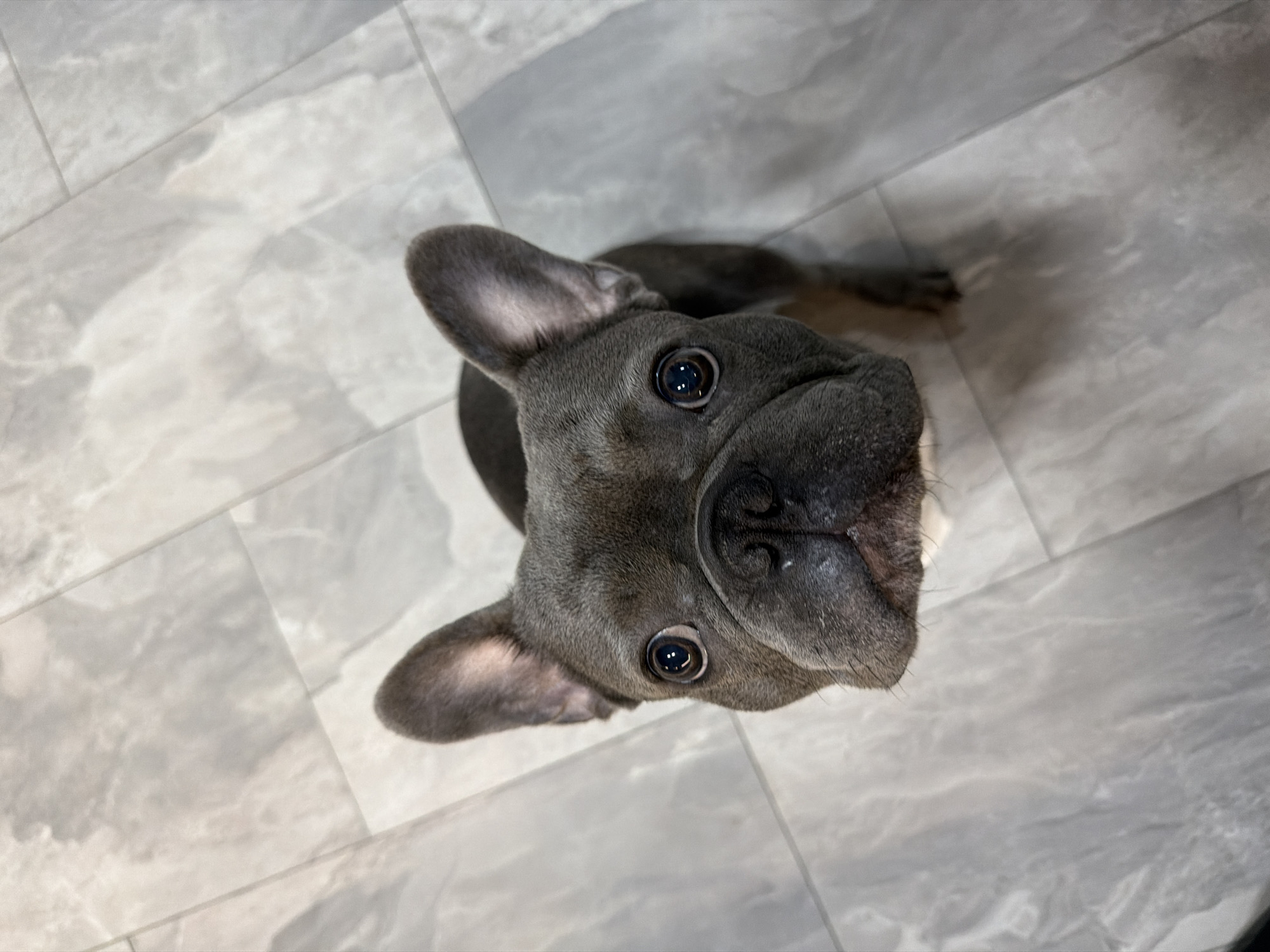 French Bulldog photographed repeatedly during afternoon in Ruse, Bulgaria
