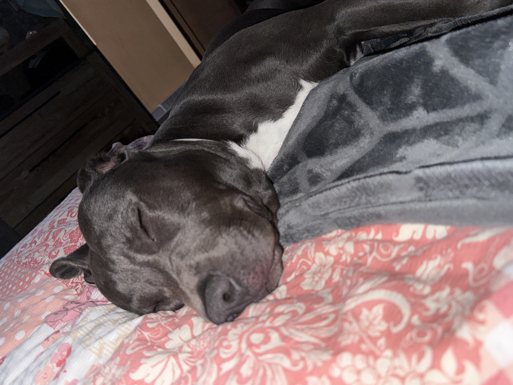 Dog rests peacefully on bed in Zornitsa, Bulgaria