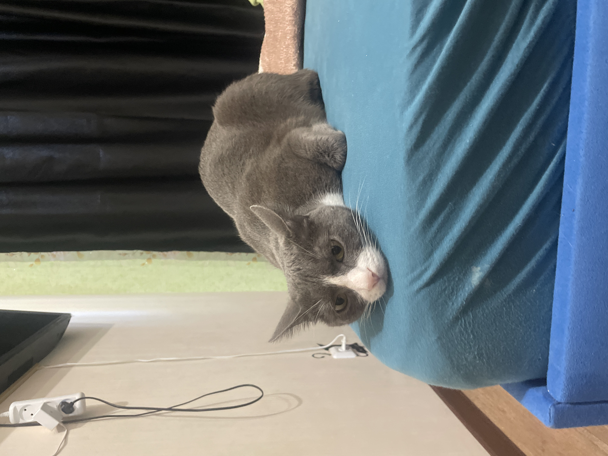 Gray cat's morning routine captured across domestic settings