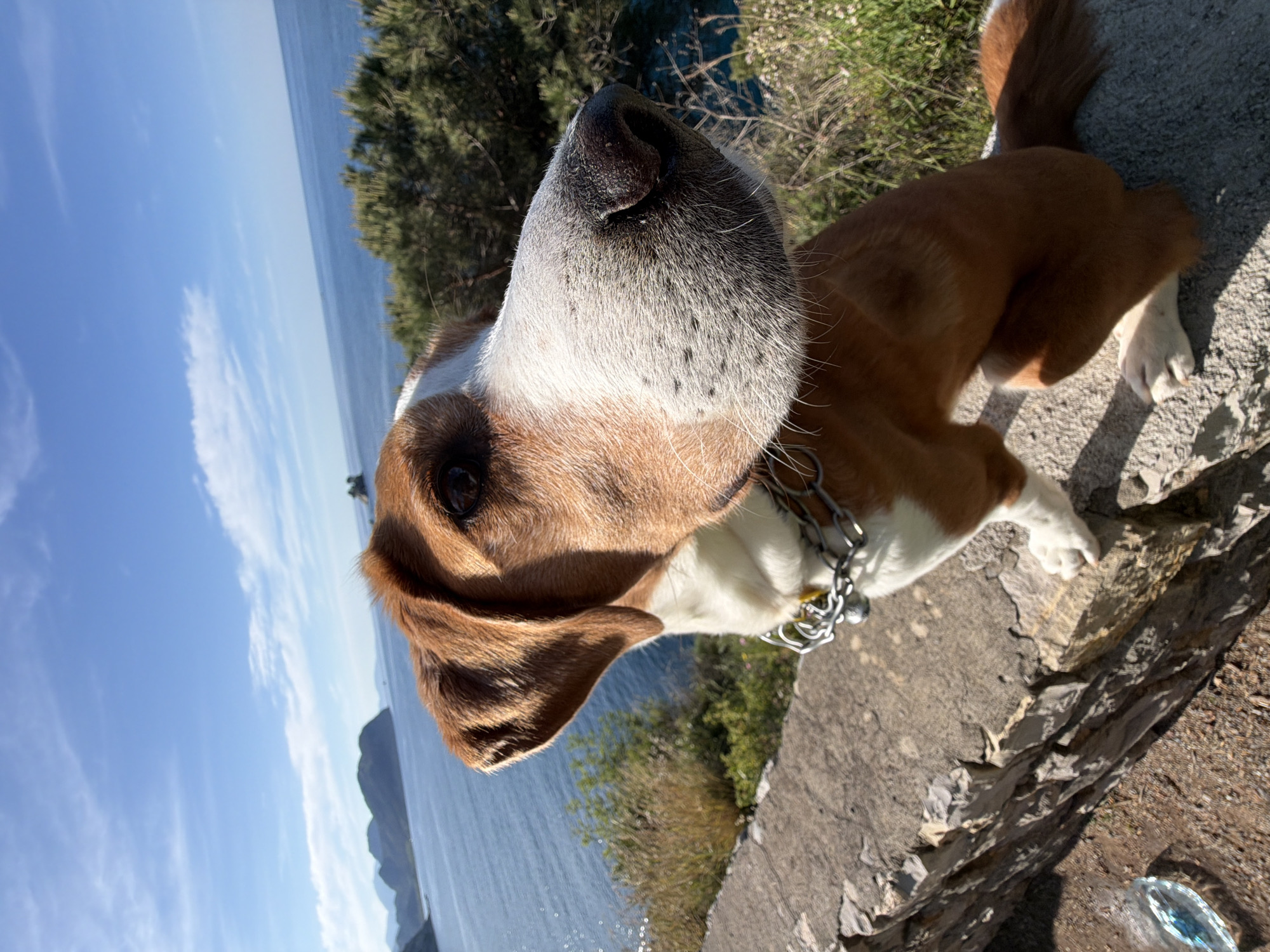 Dog photographed on rocky hillside in Montenegro morning