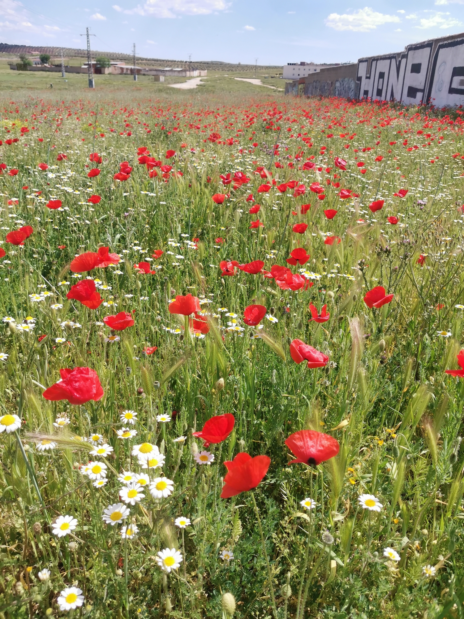 Spring wildflowers bloom in Valdepeñas fields, visitor picks poppies