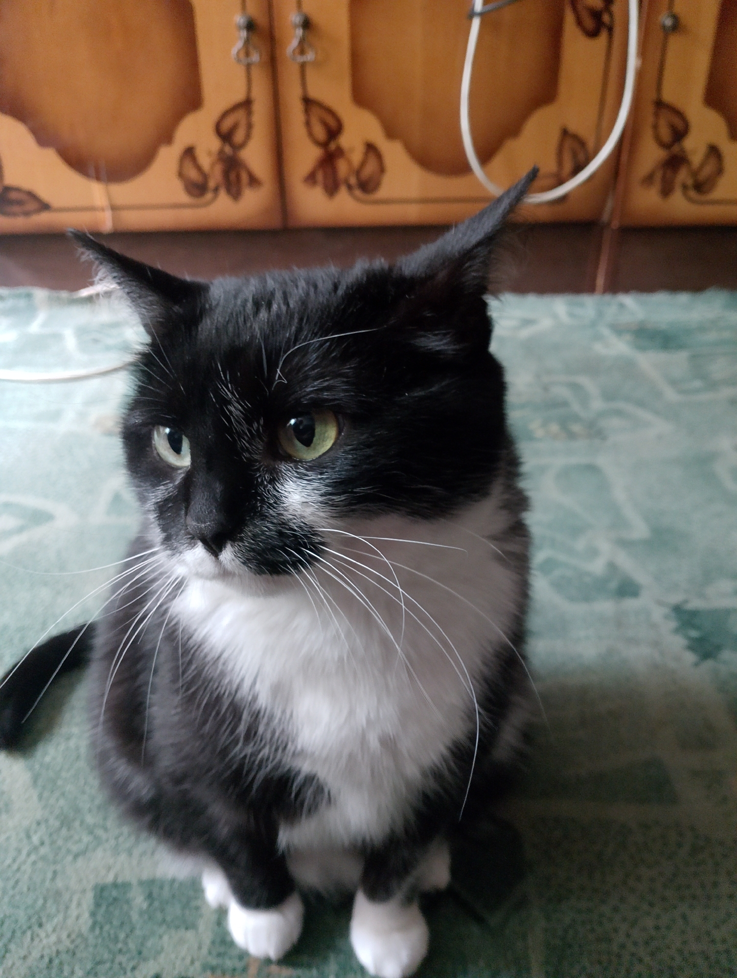 Tuxedo cat at home, windows and warm drinks nearby