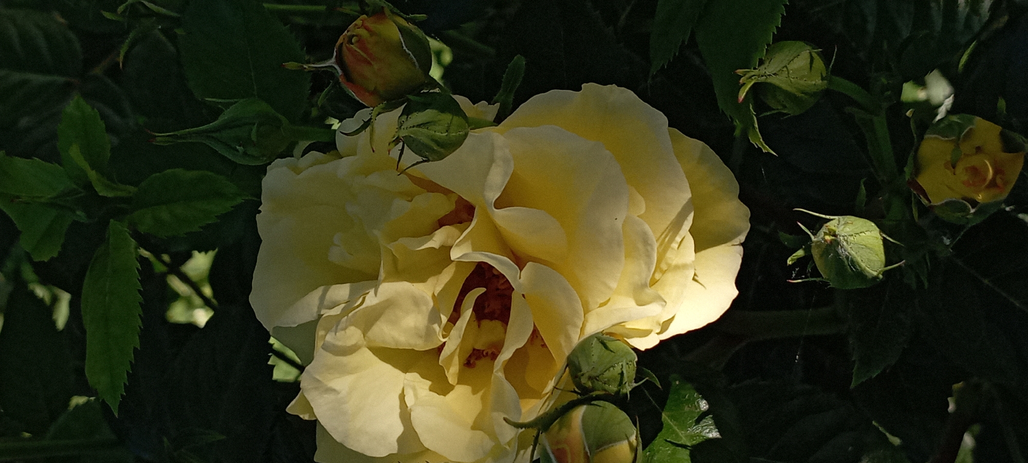 Rose garden bloom documentation in Radisne, Ukraine