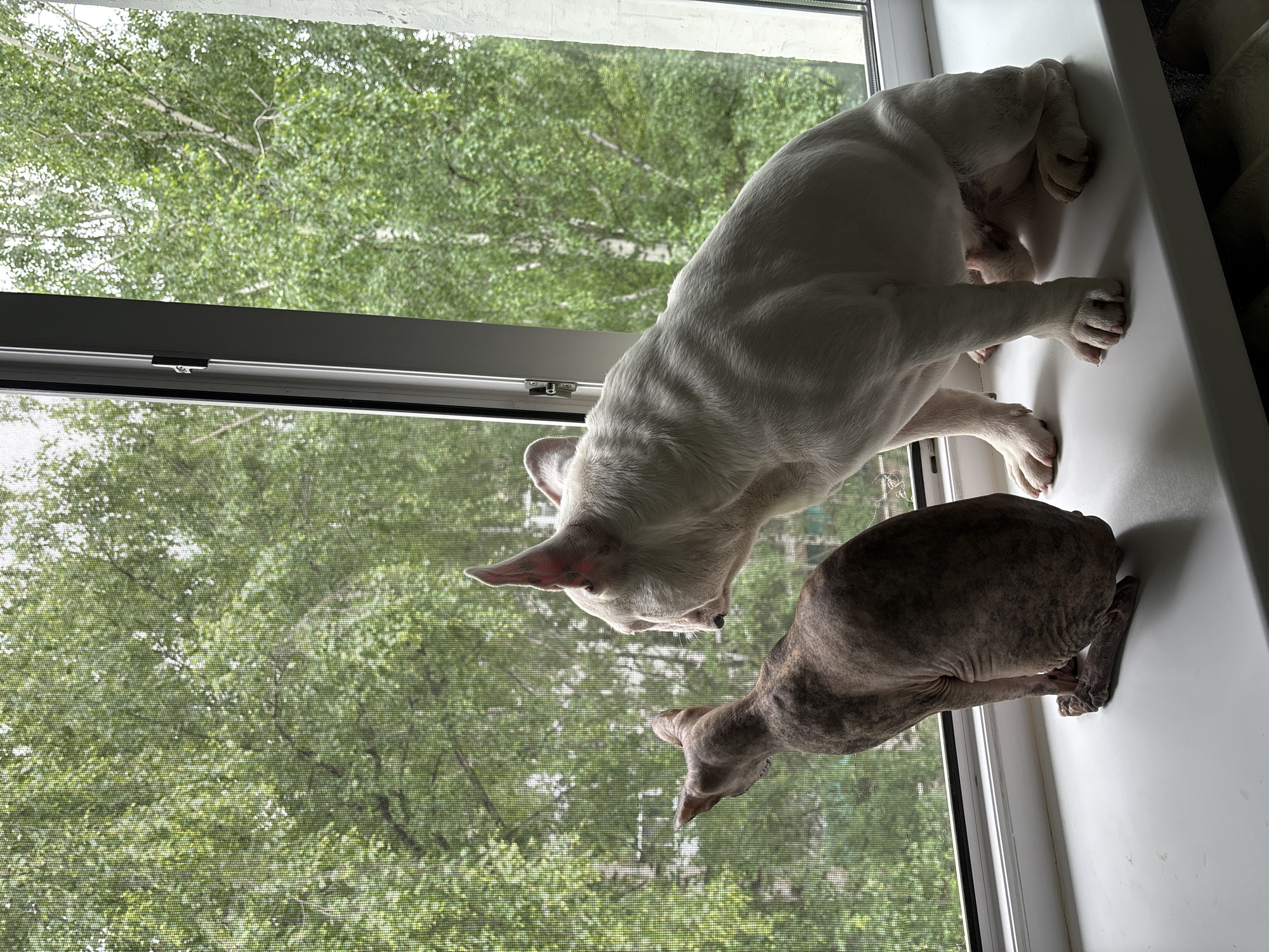 Domestic moments with pets, dessert, flowers documented in Chaikovsky
