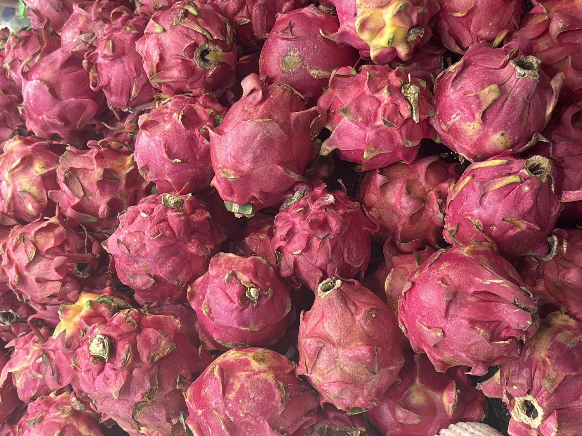 Muay Thai match and tropical fruit market tour in North Jakarta