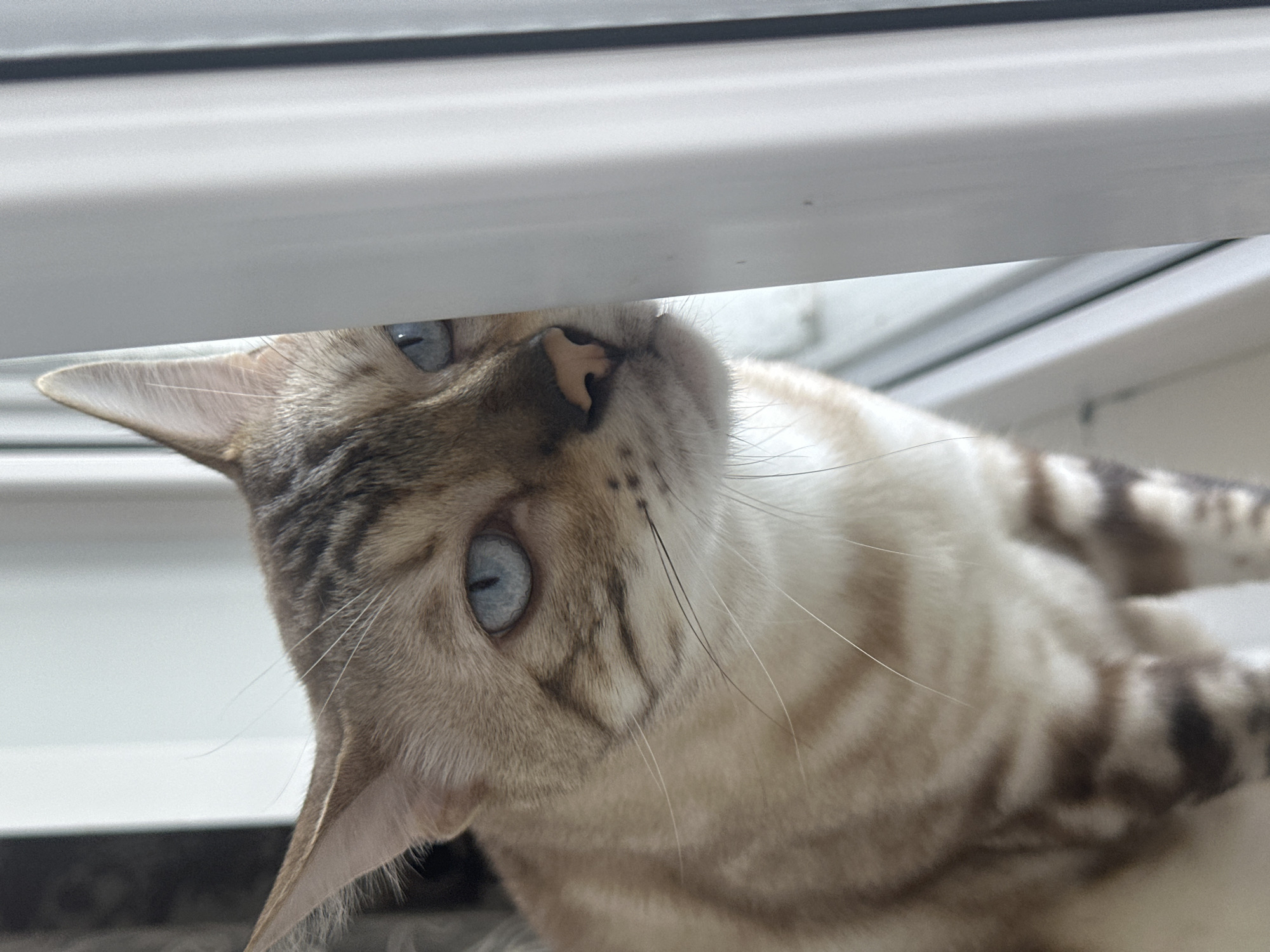 Bengal cat portraits and a landscape, Energetik, Russia