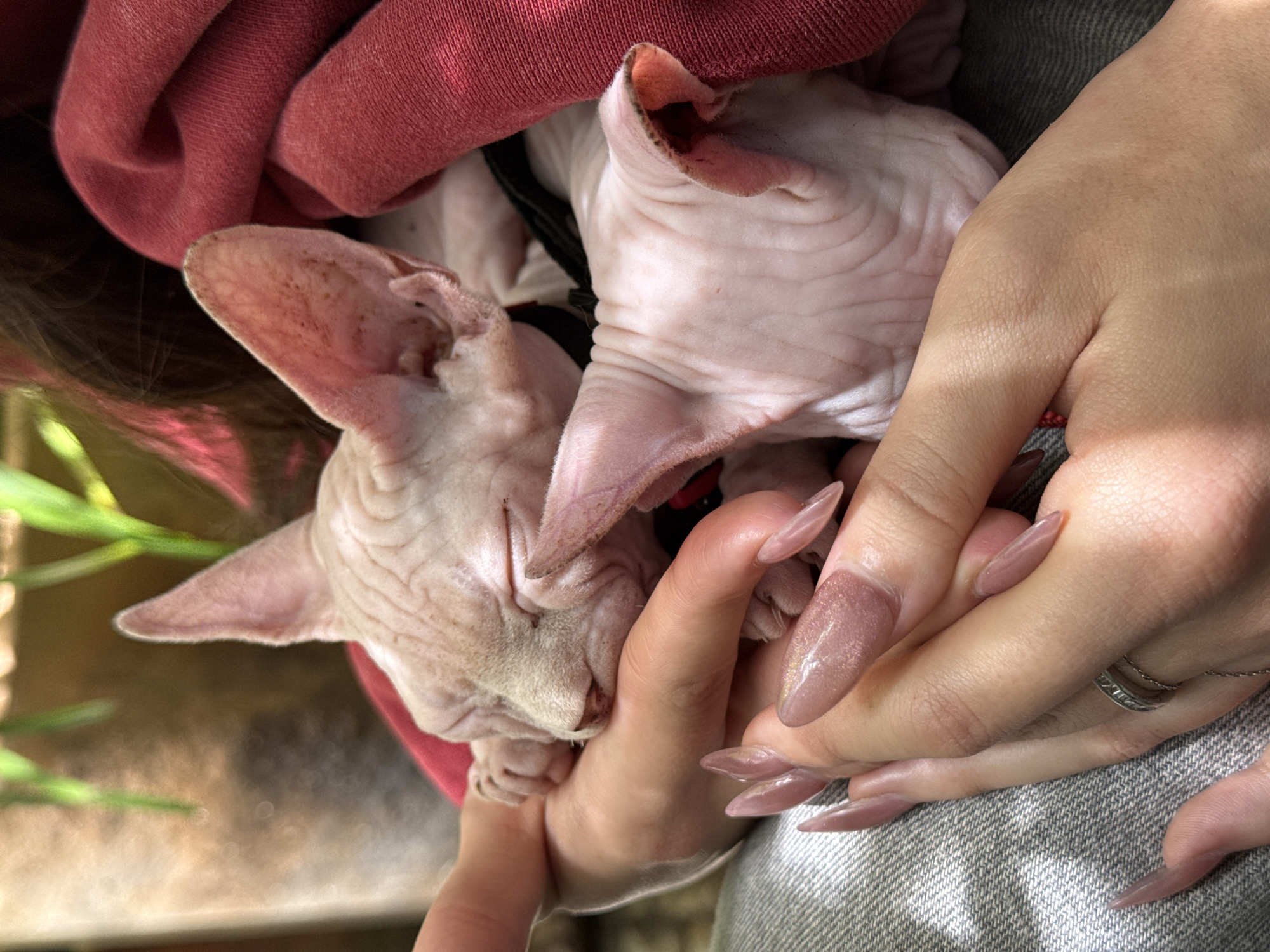 Pair of Sphynx kittens held close in Guadalajara