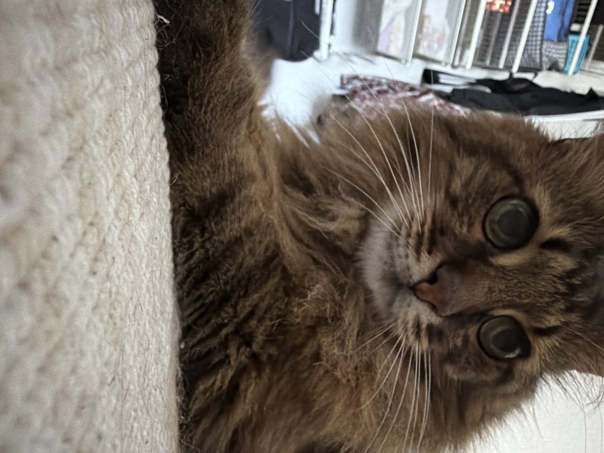 Brown tabby cat lounges and plays on a Kyiv floor