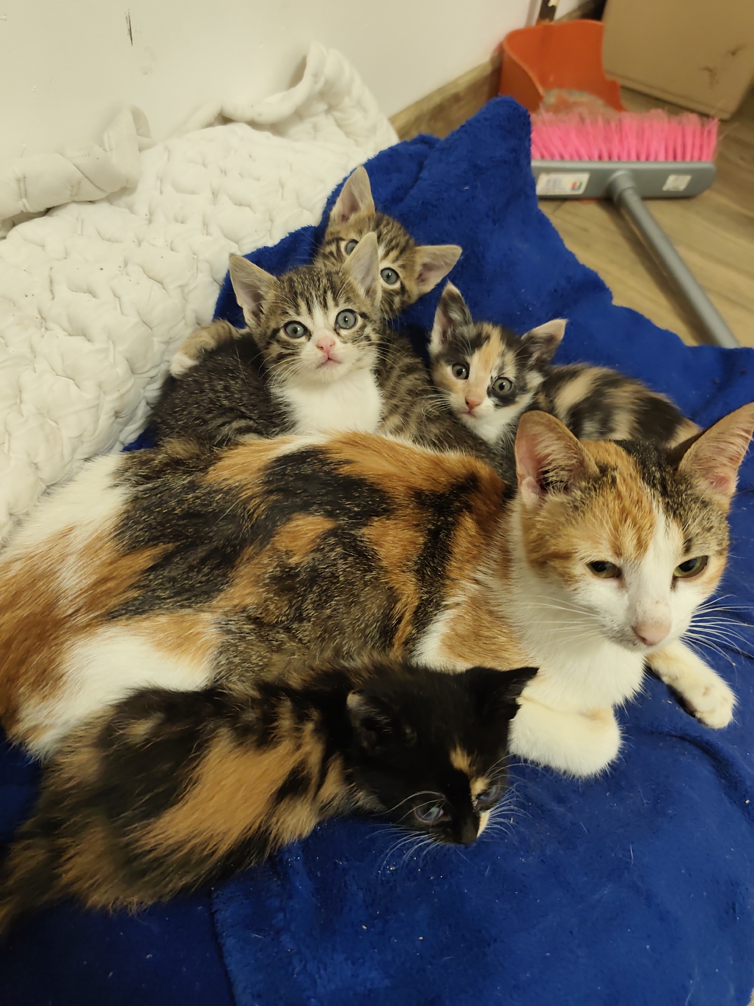 Mother cat and kittens documented at home in Bulgaria