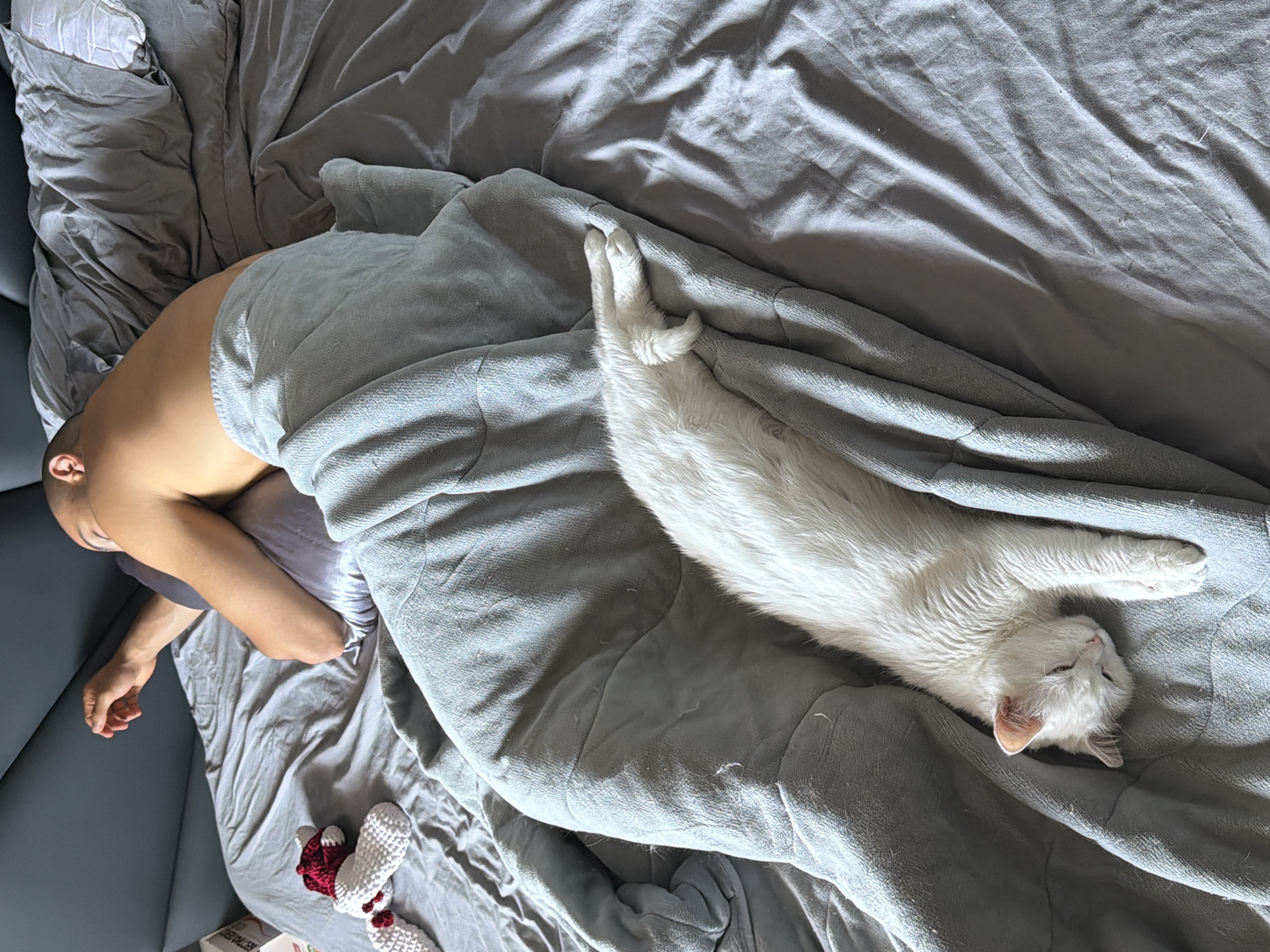 White cat and person asleep on grey bedding in Burgas