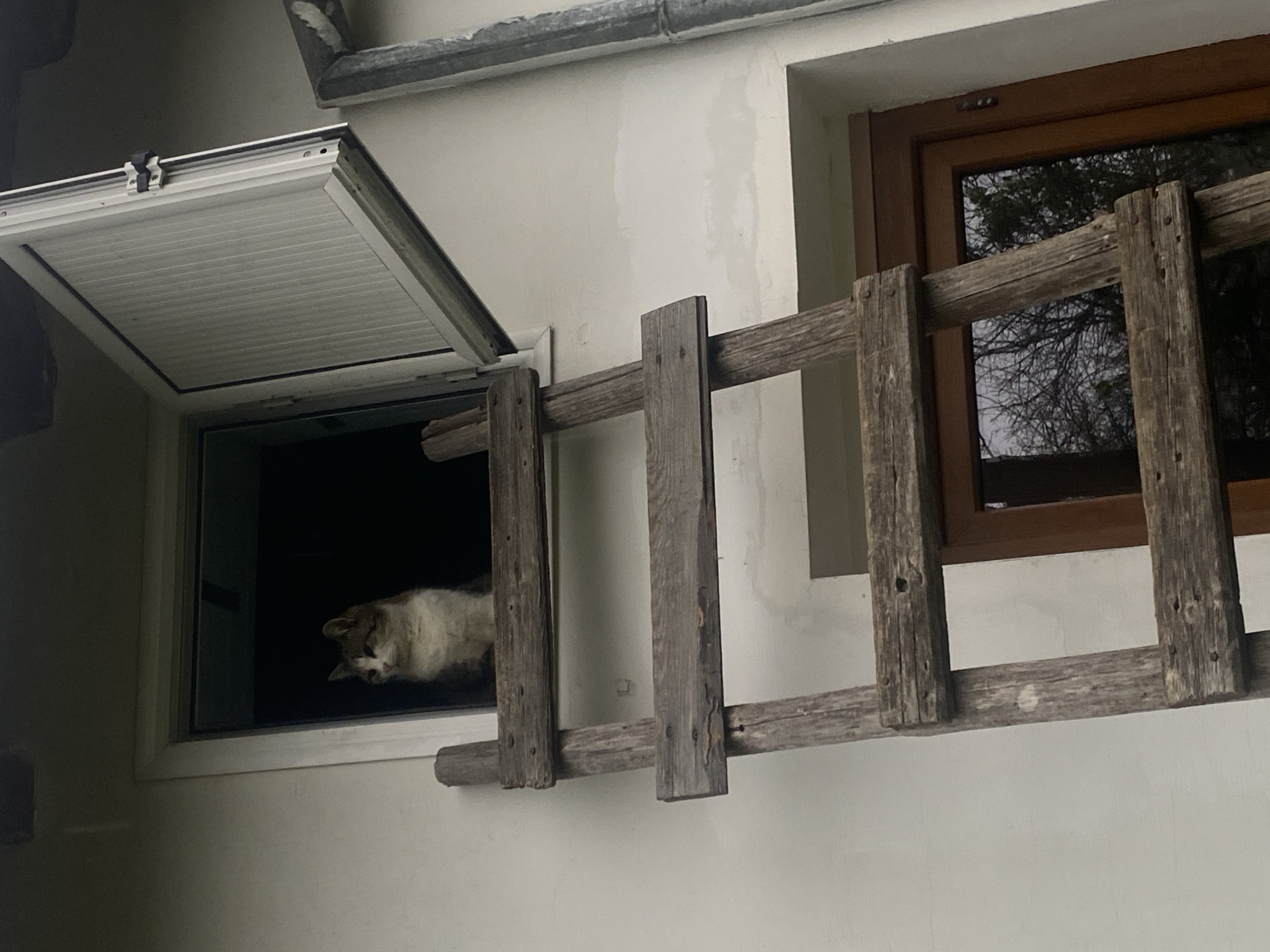 Cat spotted at window in historic Bulgarian village
