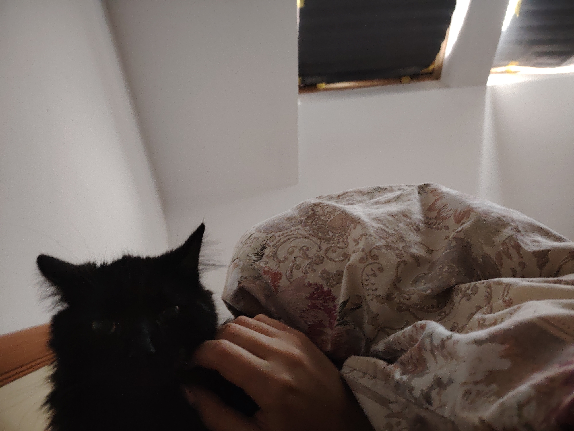 Quiet afternoon moments documented in Sofia home