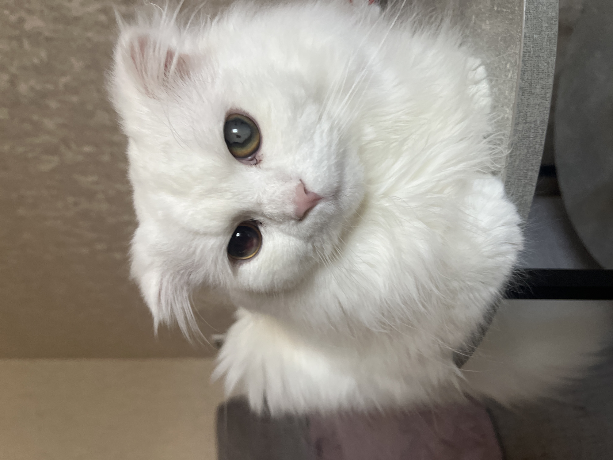 White cat with heterochromia resting in Tikhoretsk
