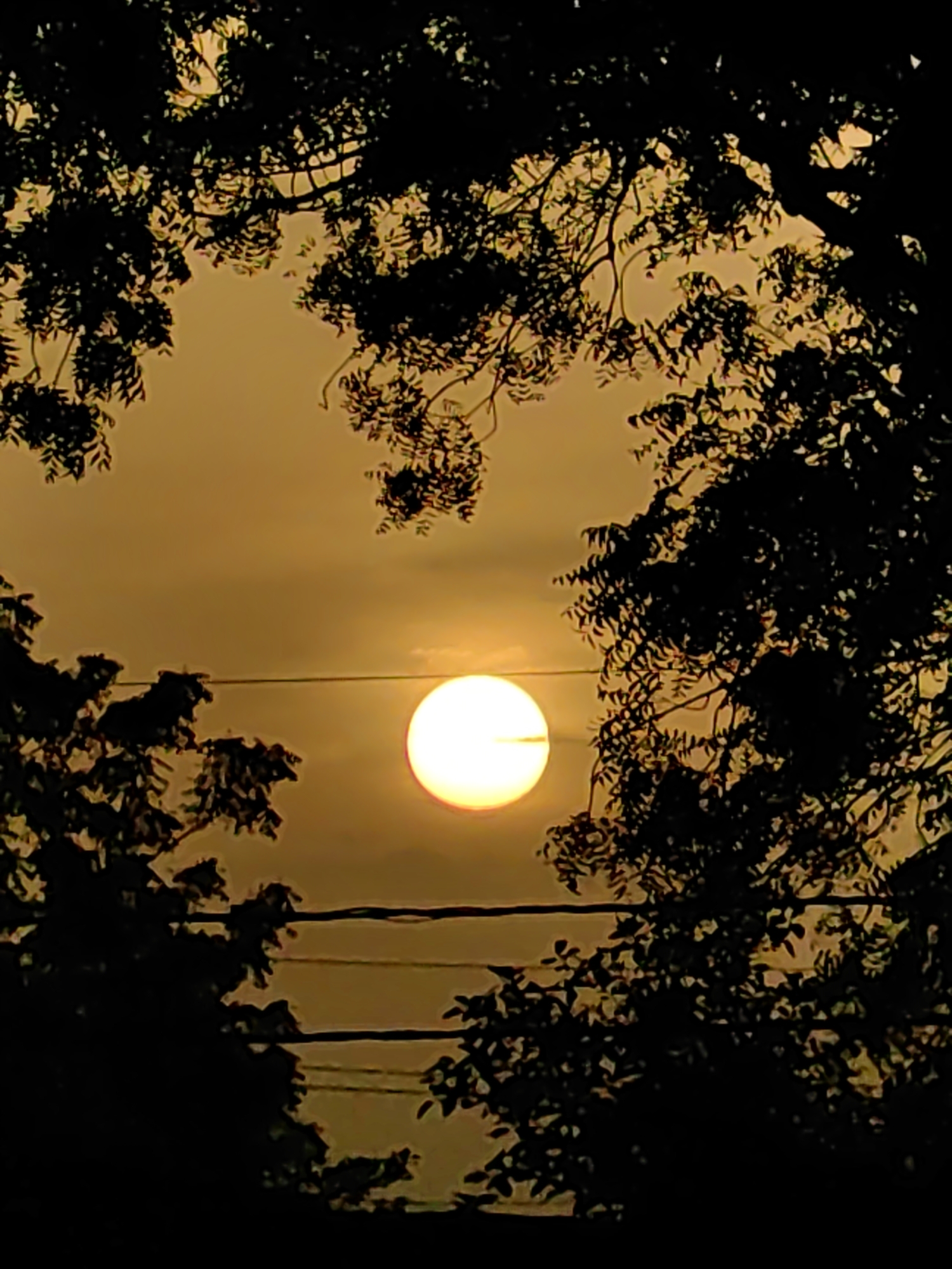 Golden sunset filtered through city trees and power lines