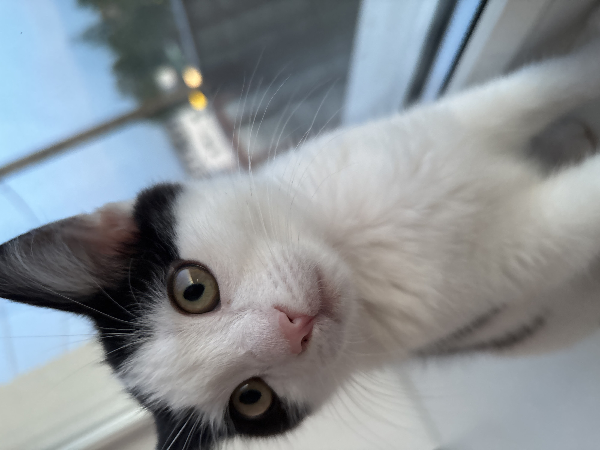 Cats and kittens observed during evening hours in Belarus village