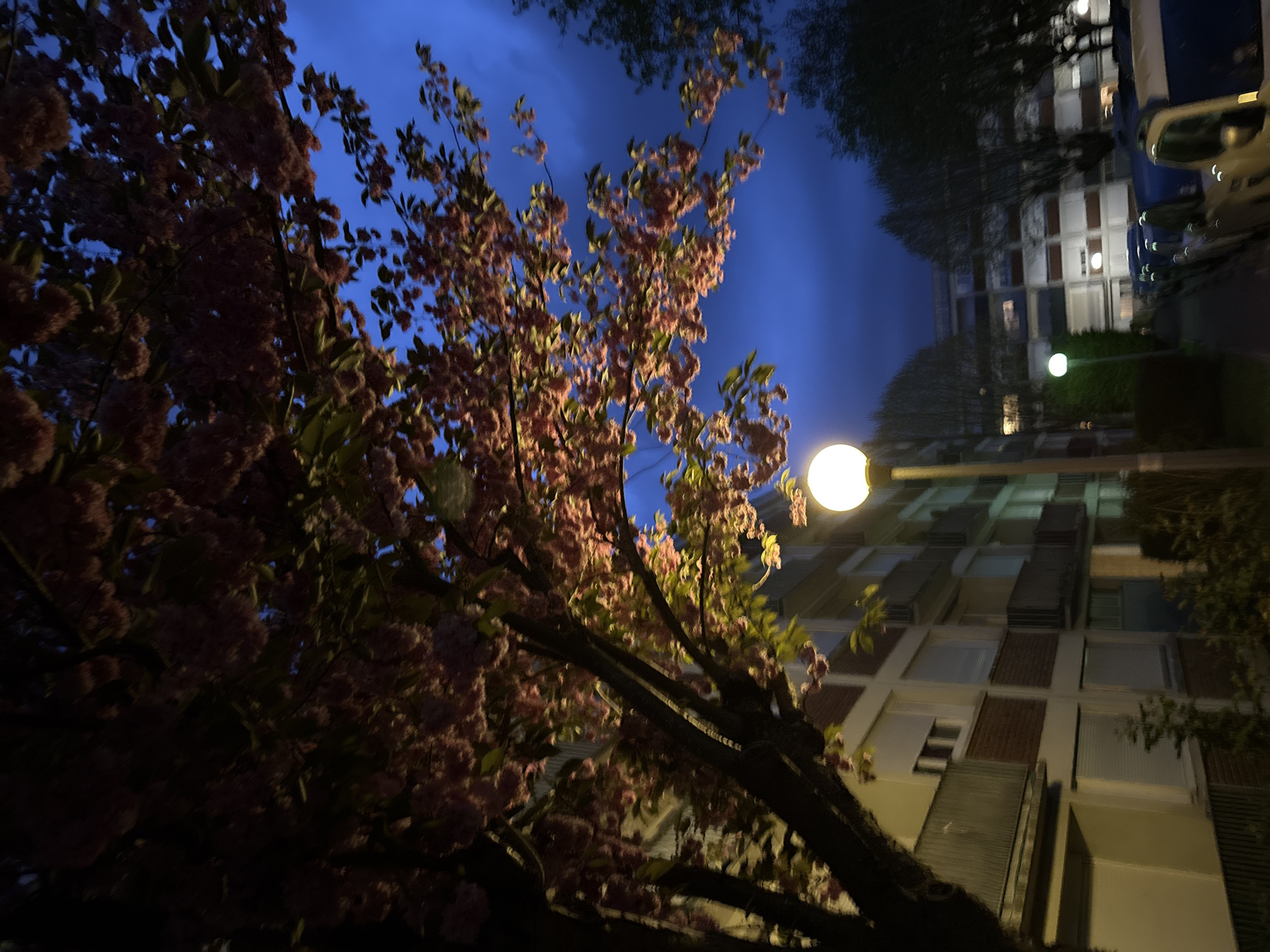 Pink flowering tree blooms on Domont street at night