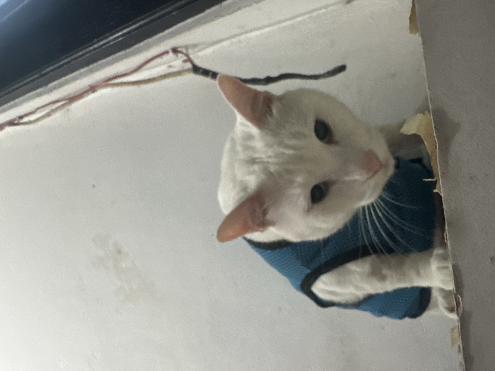 White cat in blue harness spotted around North Jakarta building