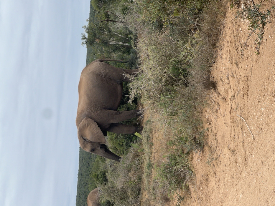 African elephants spotted grazing in South Africa's Sundays River Valley