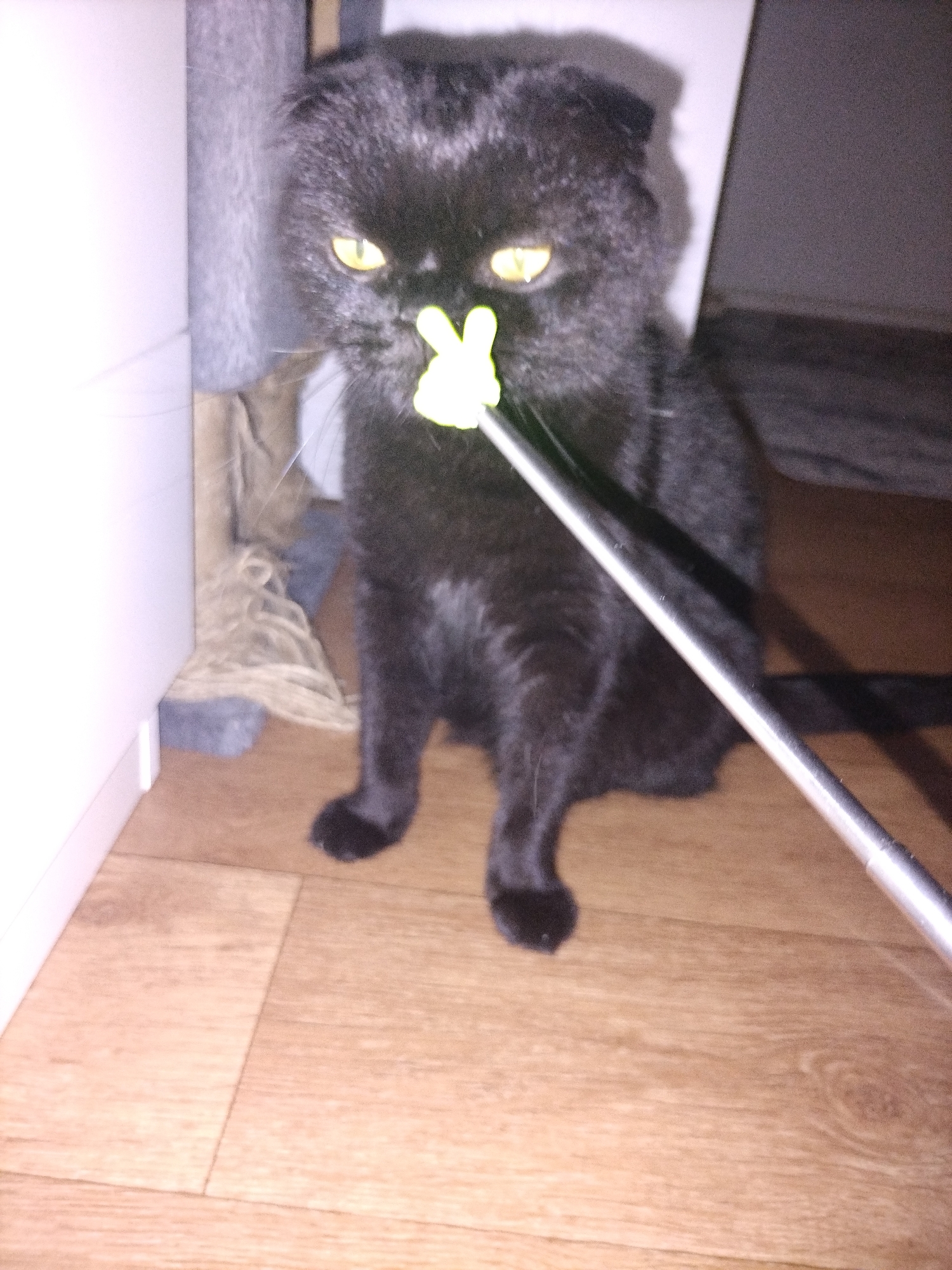 Black and grey cats take turns playing with a wand toy