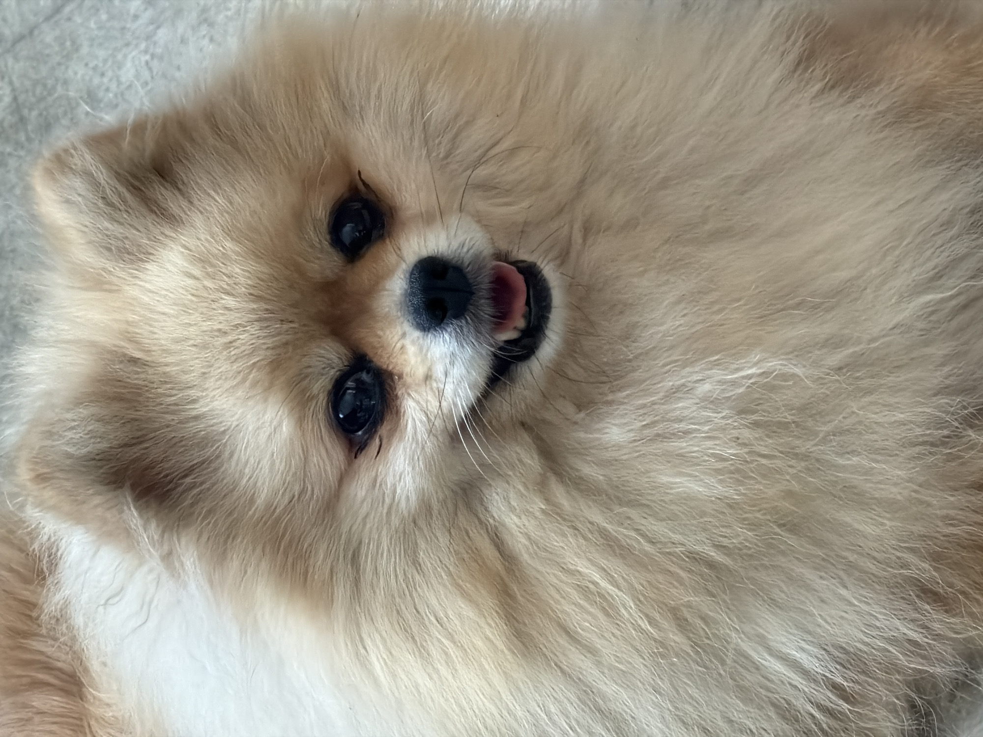 Pomeranians lounging and goofing around at a Polish home