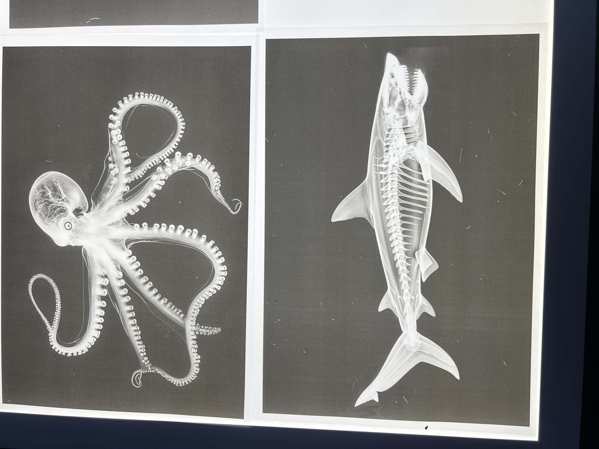 Marine life X-ray images observed in North Wollongong