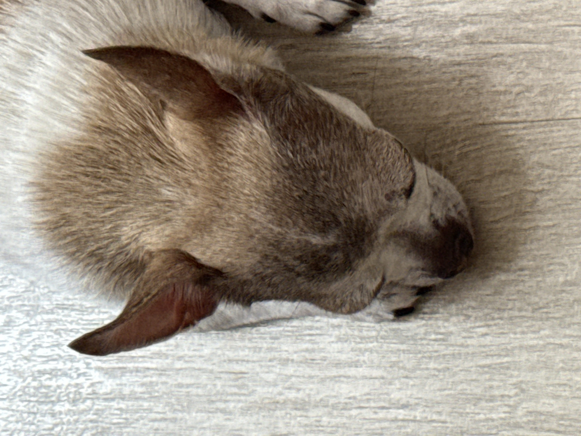 Chihuahua and rabbit napping on a wooden floor in Tambov