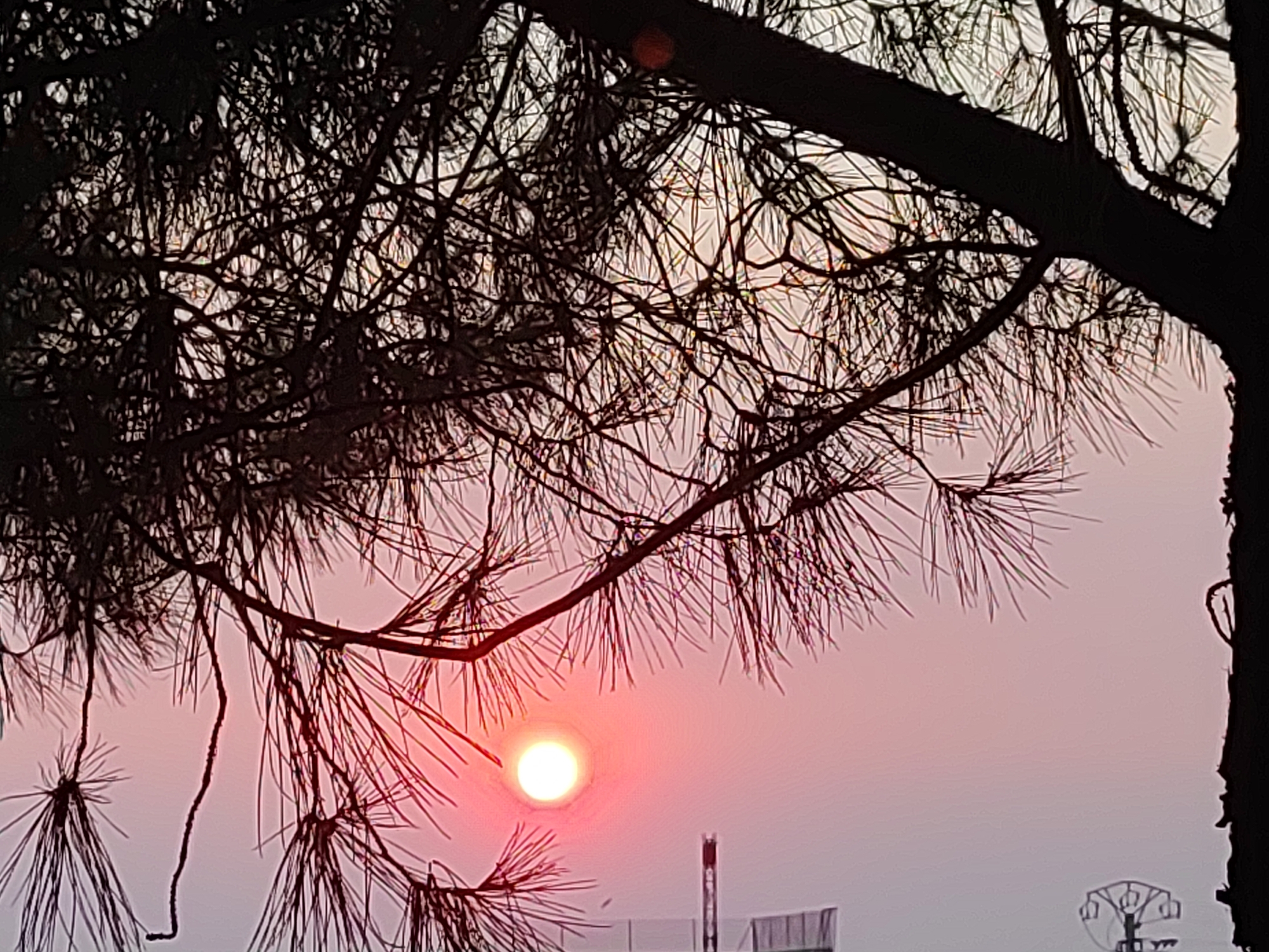 Sunset through pine needles in Sobradillo, Spain