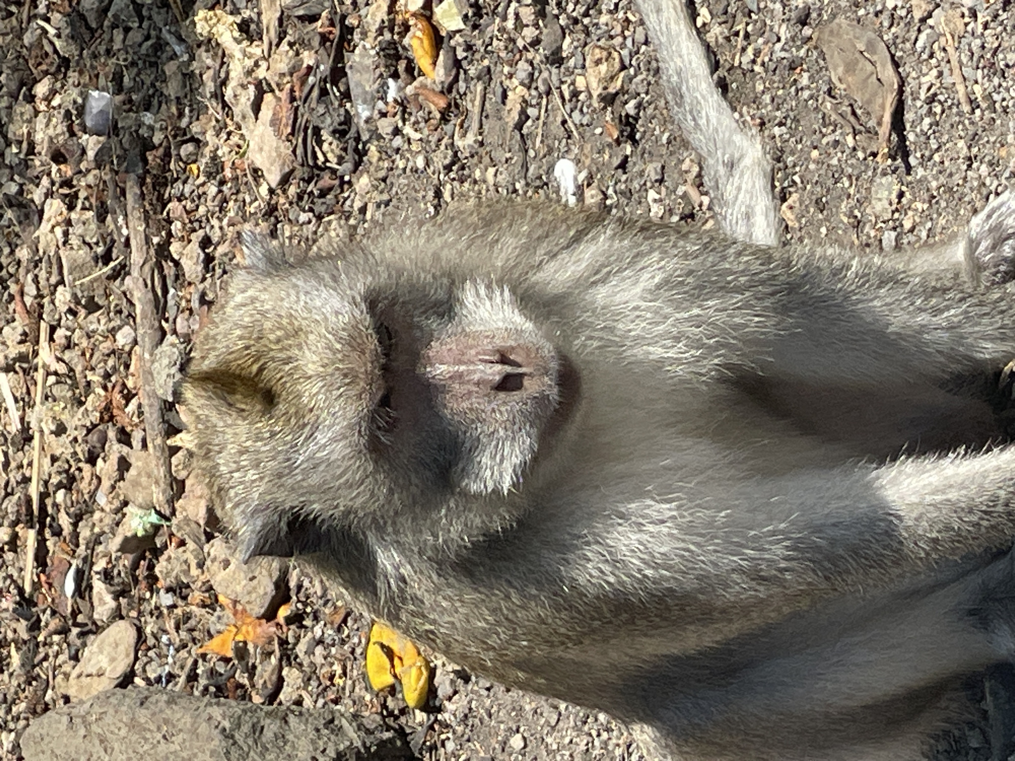 Macaque sightings recorded in two Bali locations within minutes