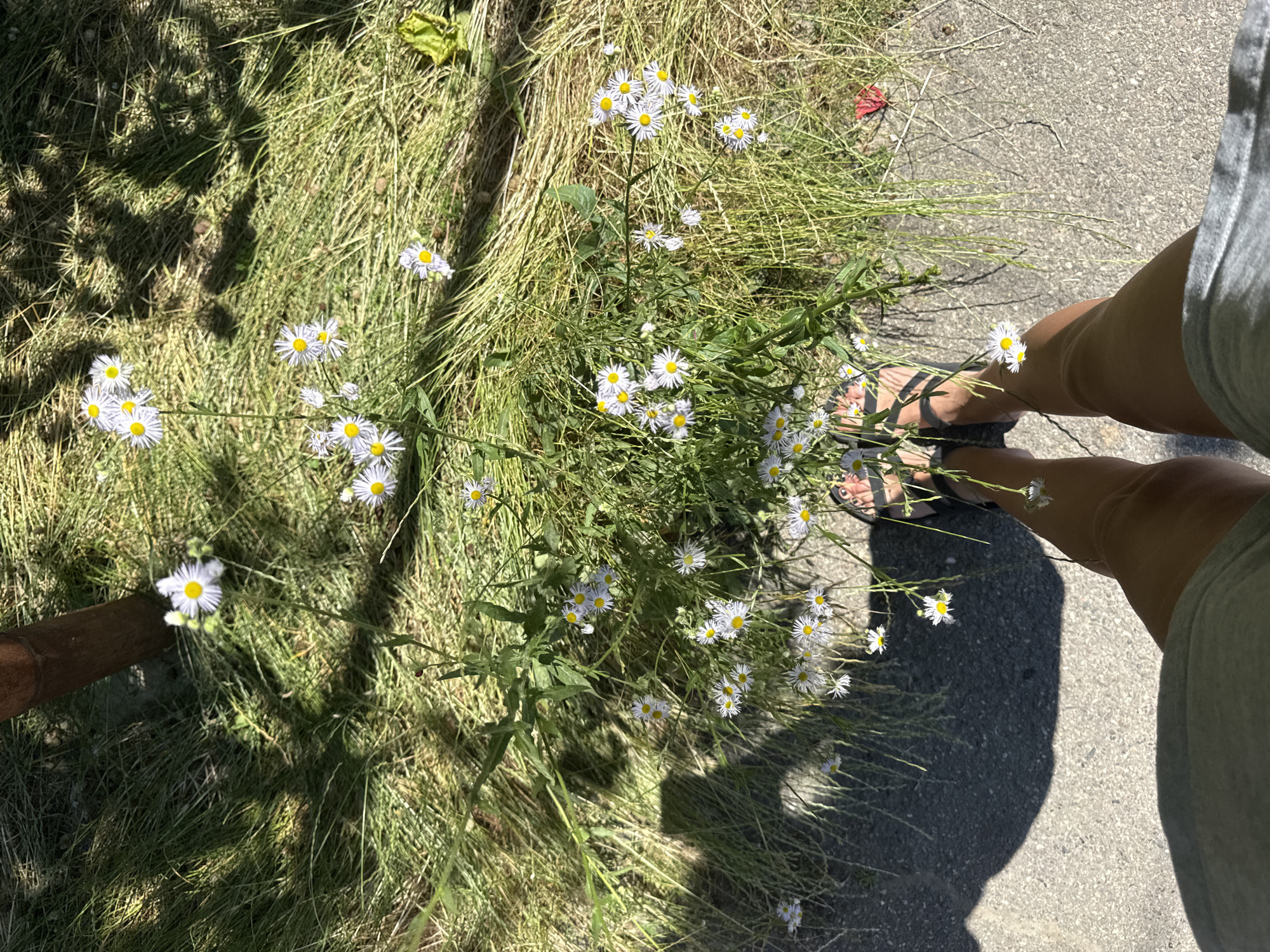 Summer morning snapshots from a small Russian coastal town.