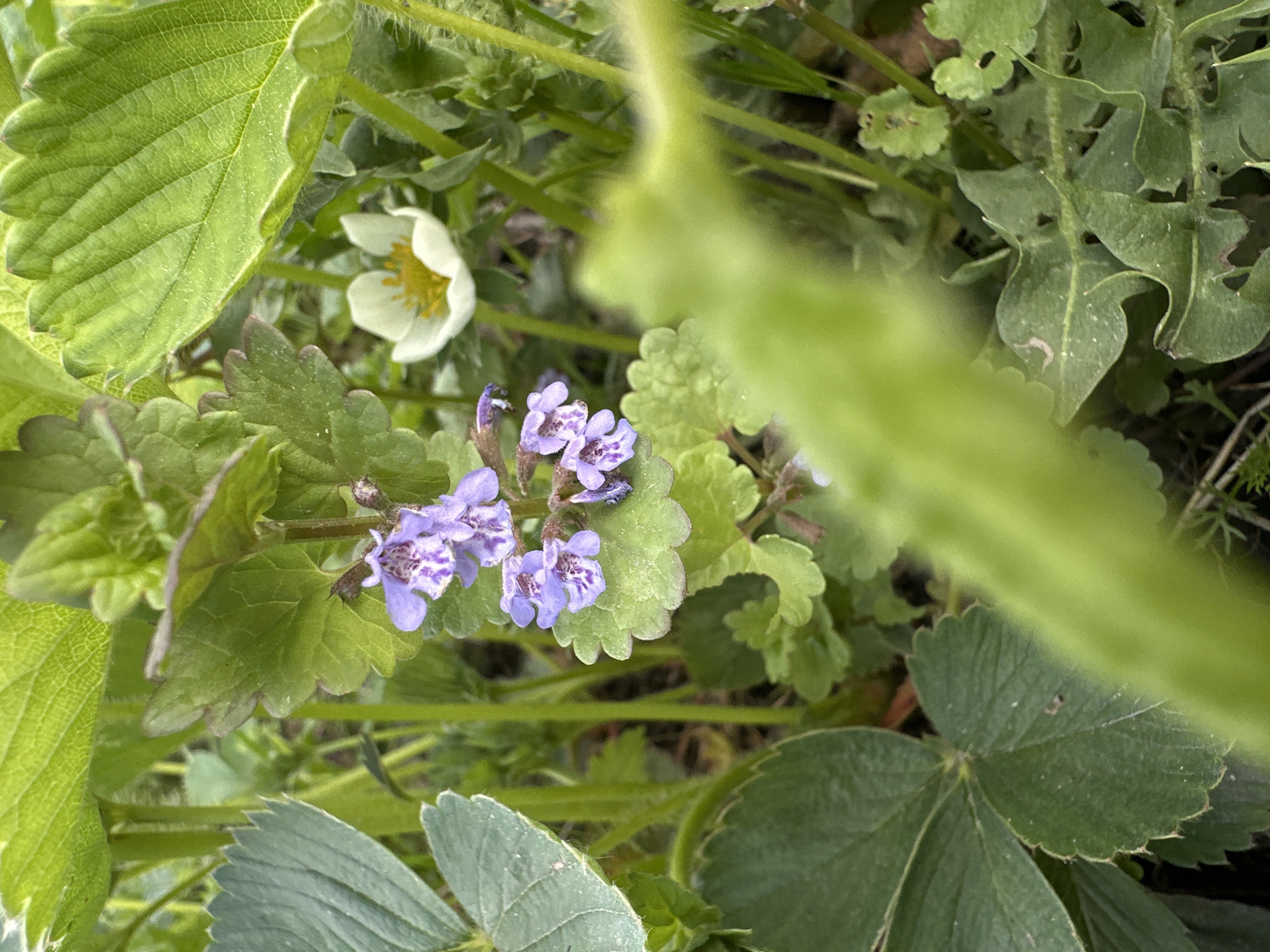 Cats explore spring garden with blooming flowers in Biysk