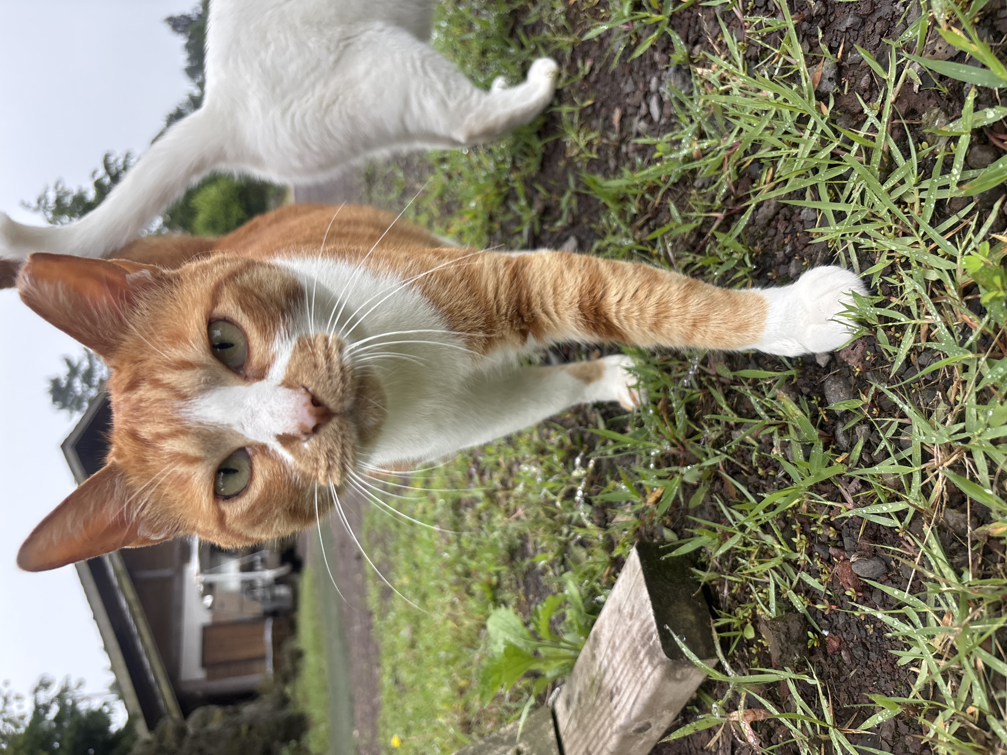 Two cats at a Jeju garden, one with striking heterochromia