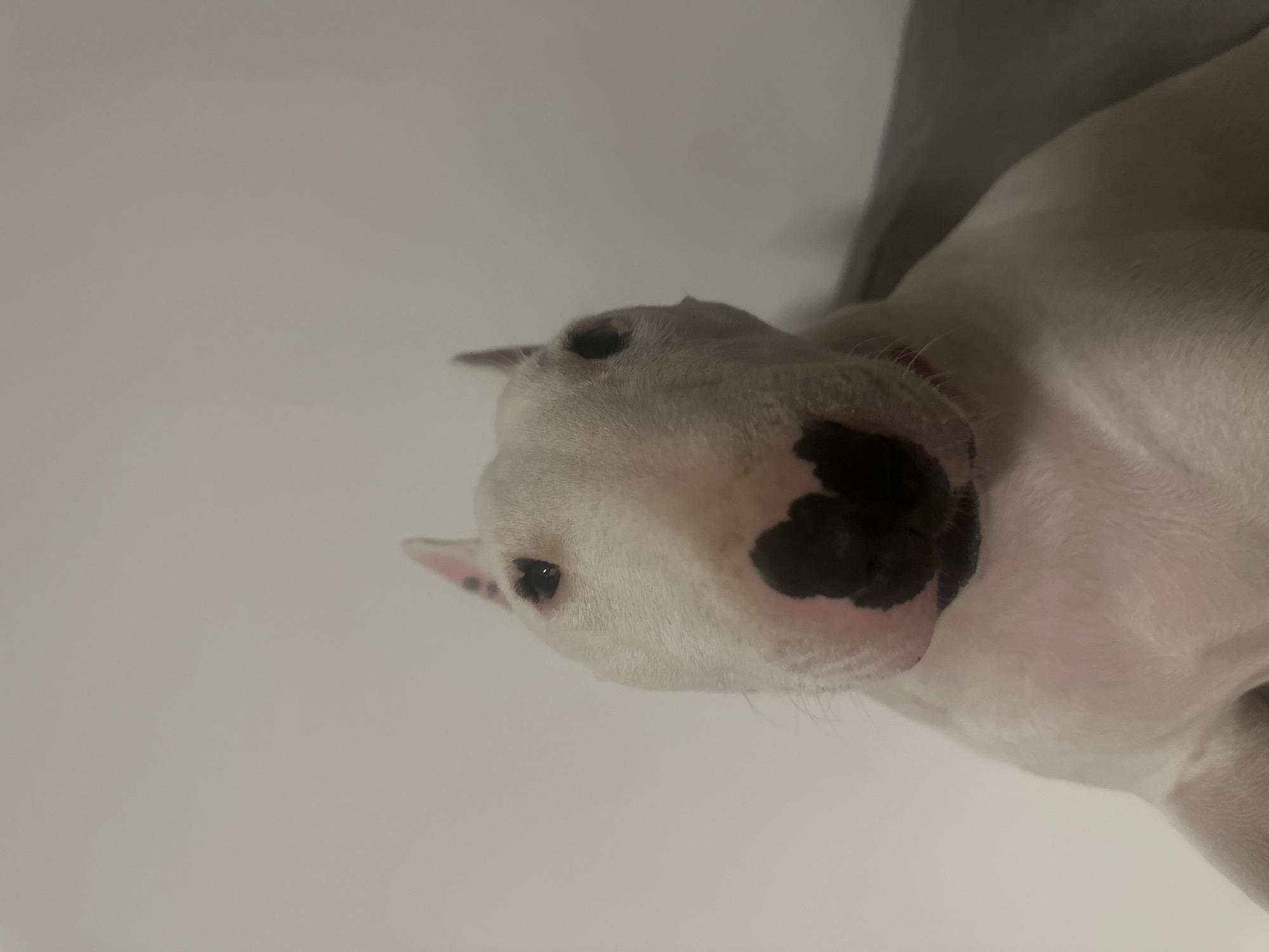 Bull Terrier's evening at home in Kamieniec Wrocławski